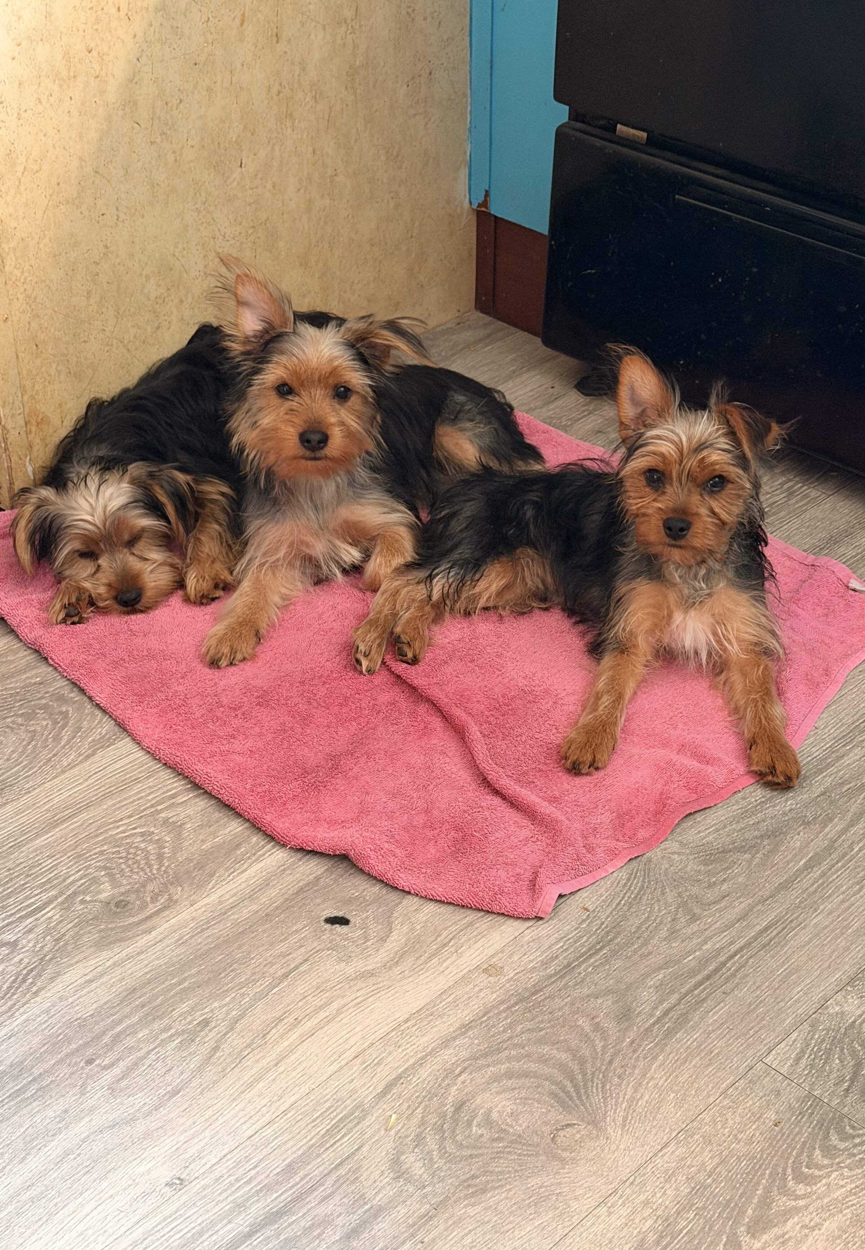 Yorkieshire Terrier image 1