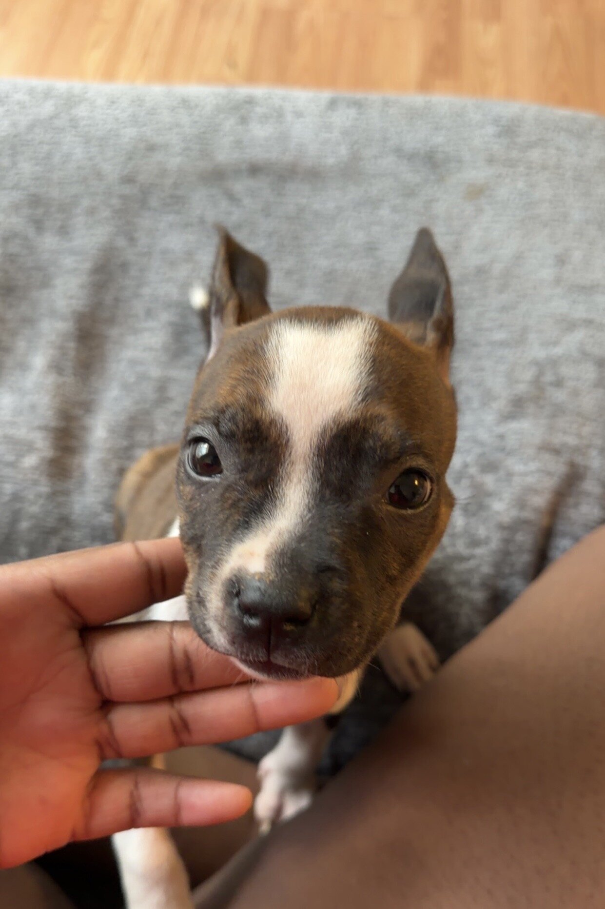 Pit Bull/ Bully Mixed Puppy image 2
