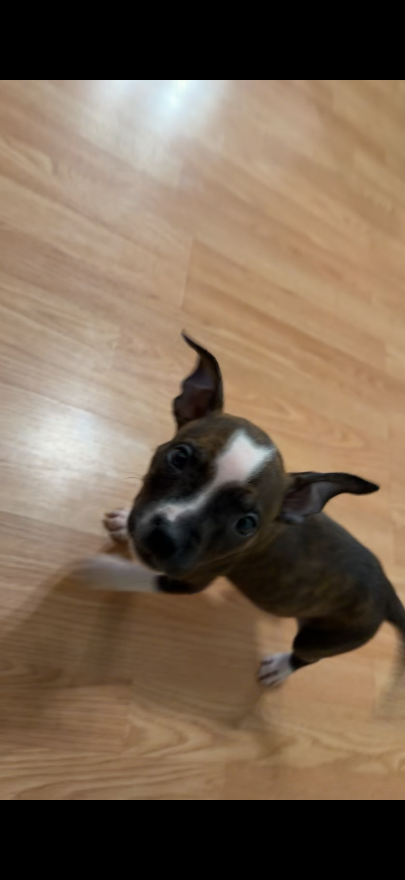 Pit Bull/ Bully Mixed Puppy image 1