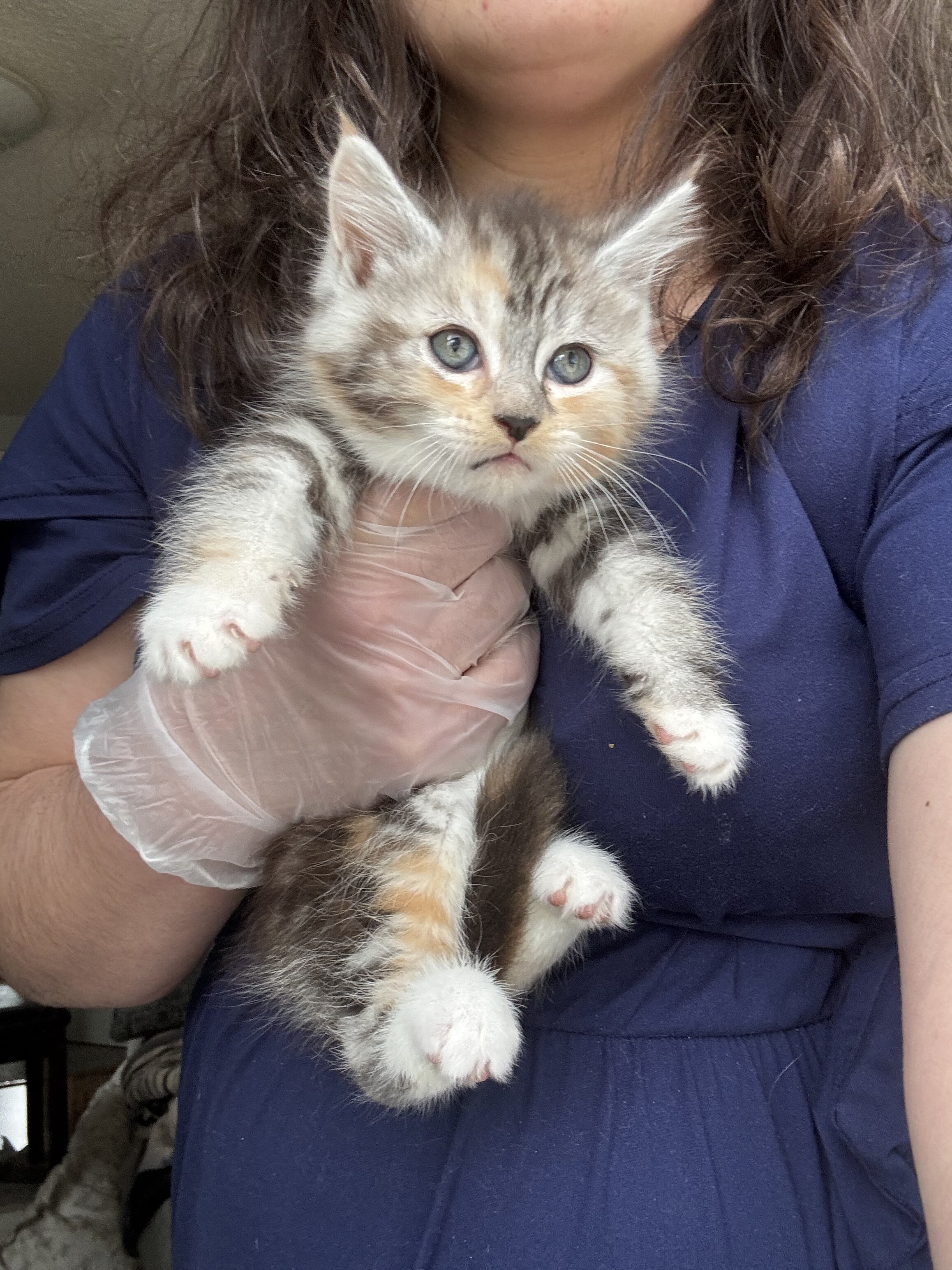 Half Maine Coon Kittens image 3
