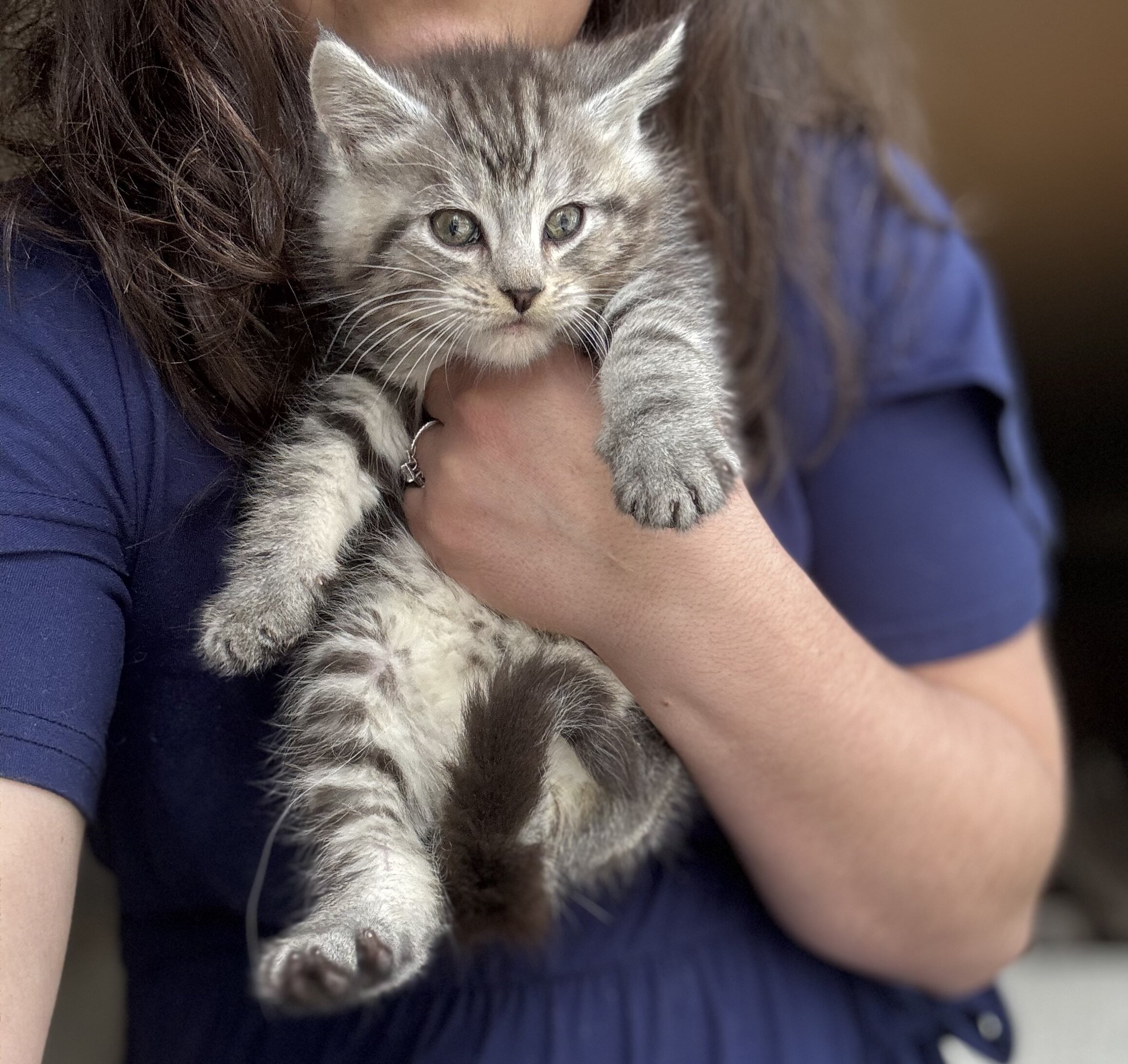Half Maine Coon Kittens image 1