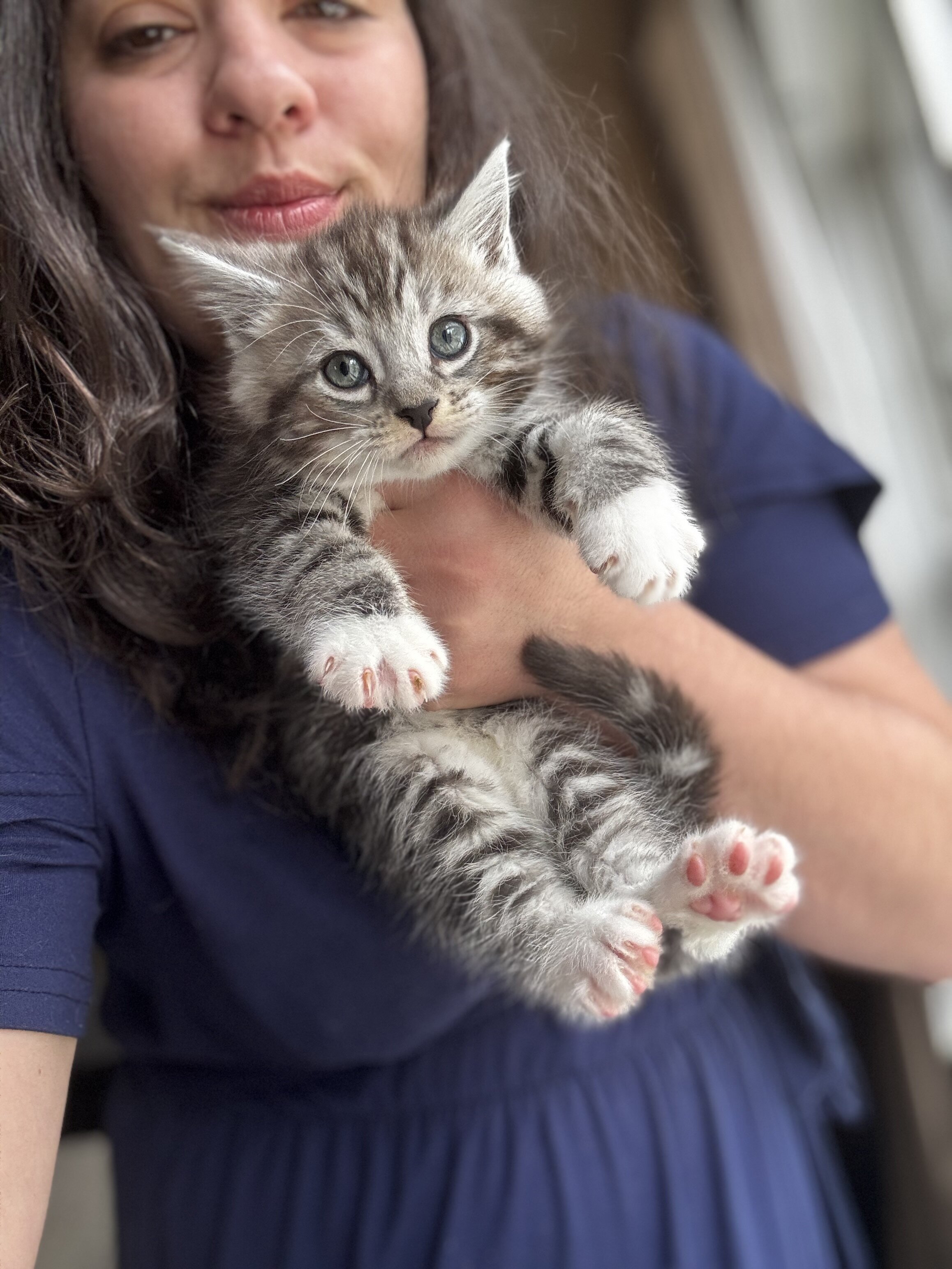 Half Maine Coon Kittens image 2