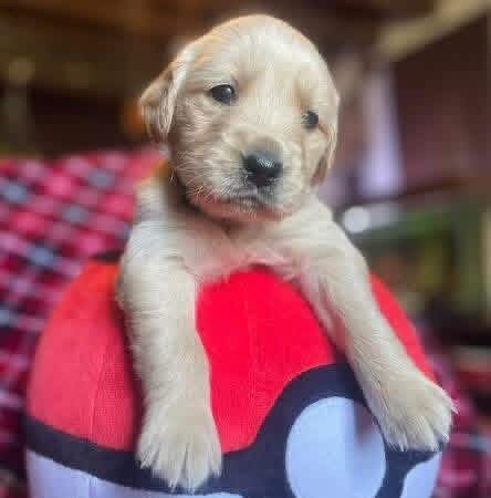 AKC Golden Retriever 4 week old image 1