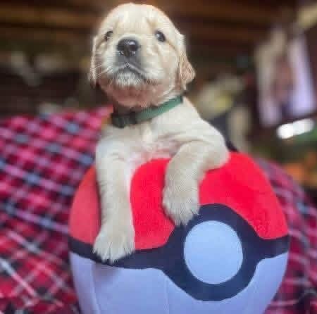 AKC Golden Retriever 4 week old image 2