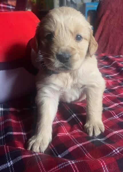 AKC Golden Retriever 4 week old image 3
