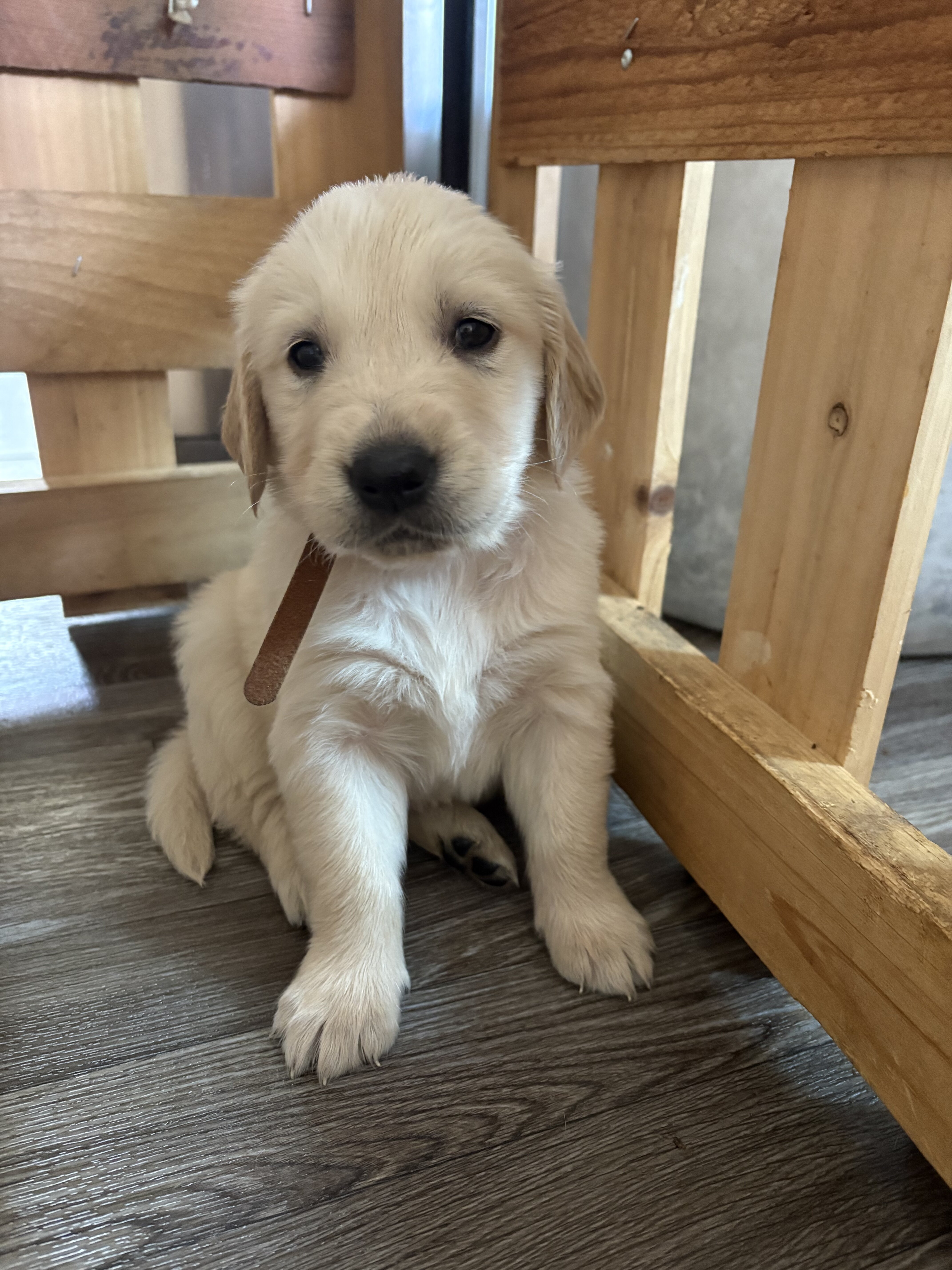 Akc Golden Retriever Puppies image 4