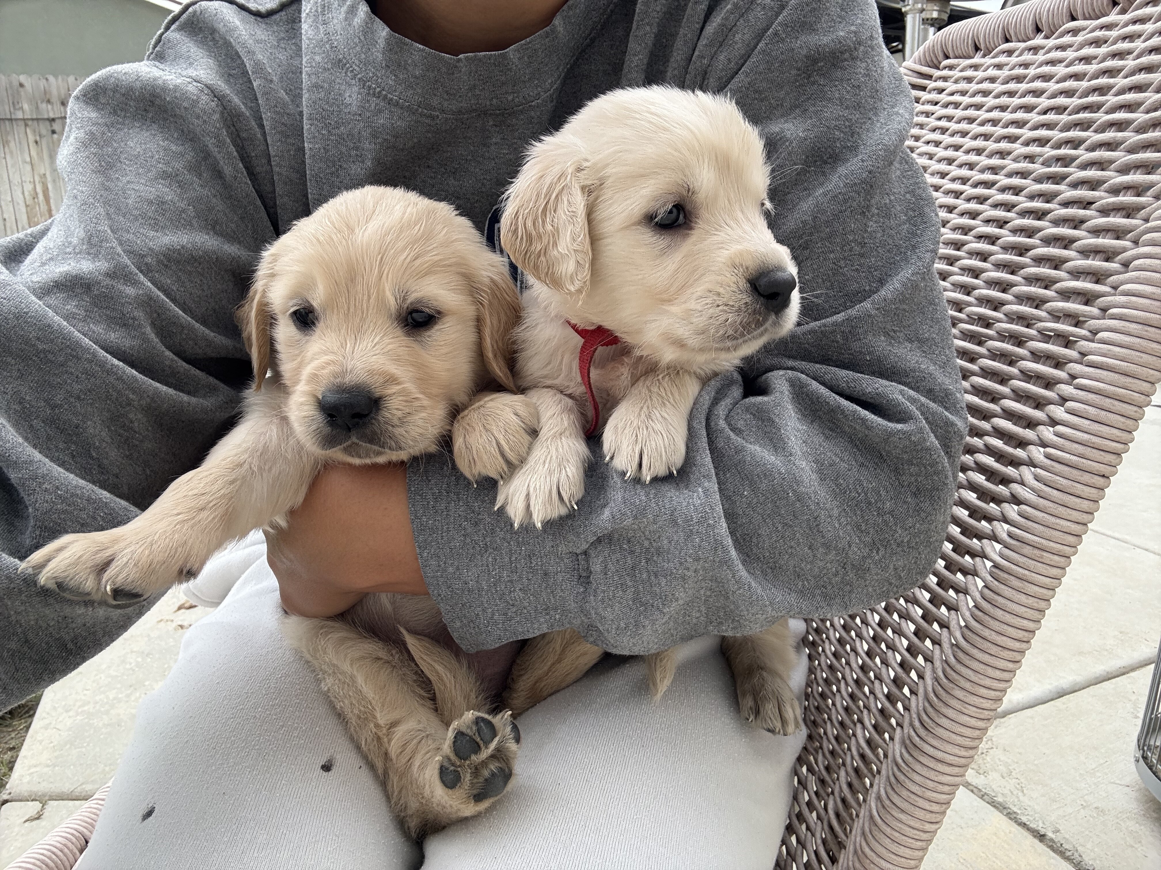 Akc Golden Retriever Puppies image 3