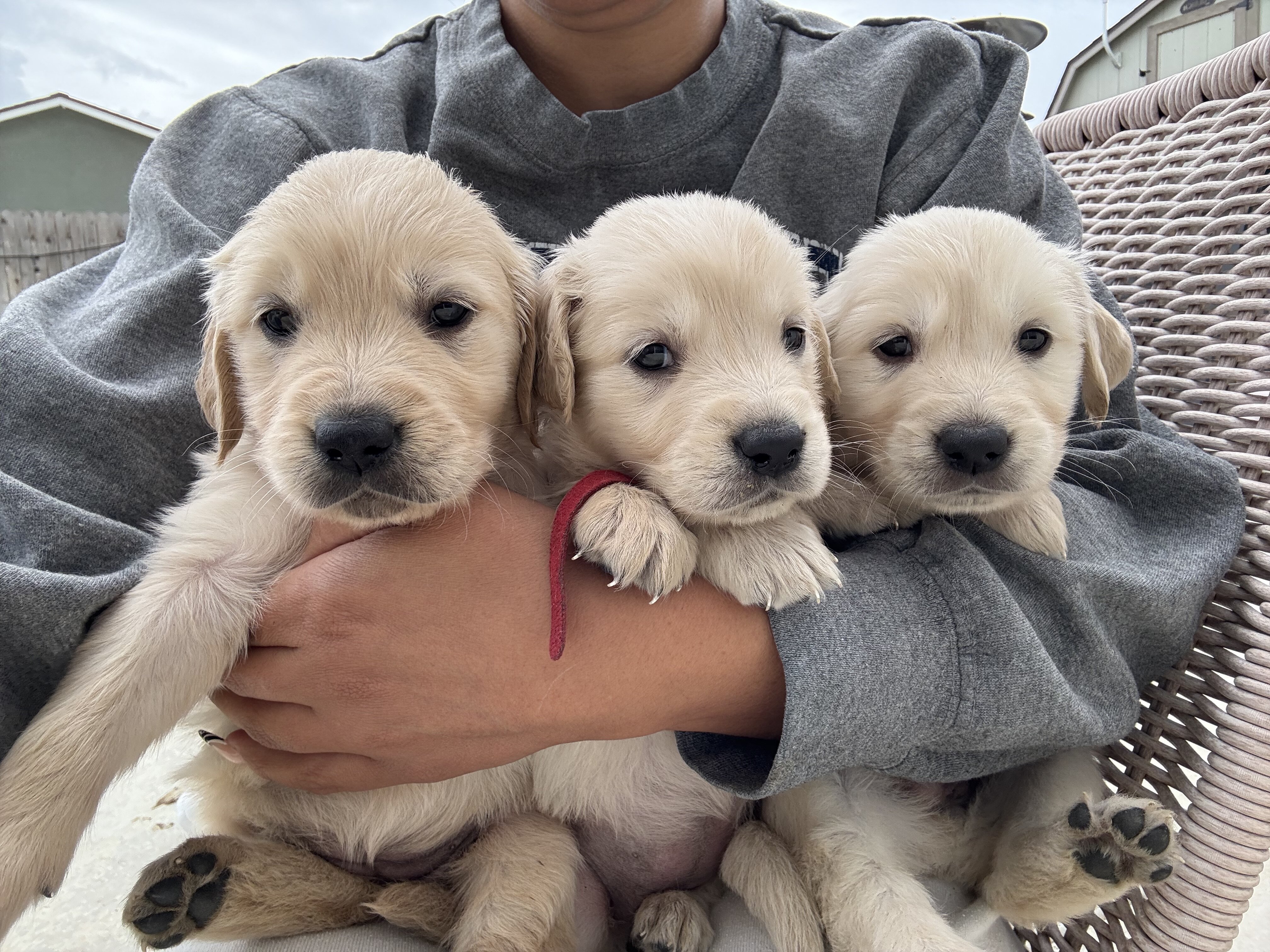 Akc Golden Retriever Puppies image 2