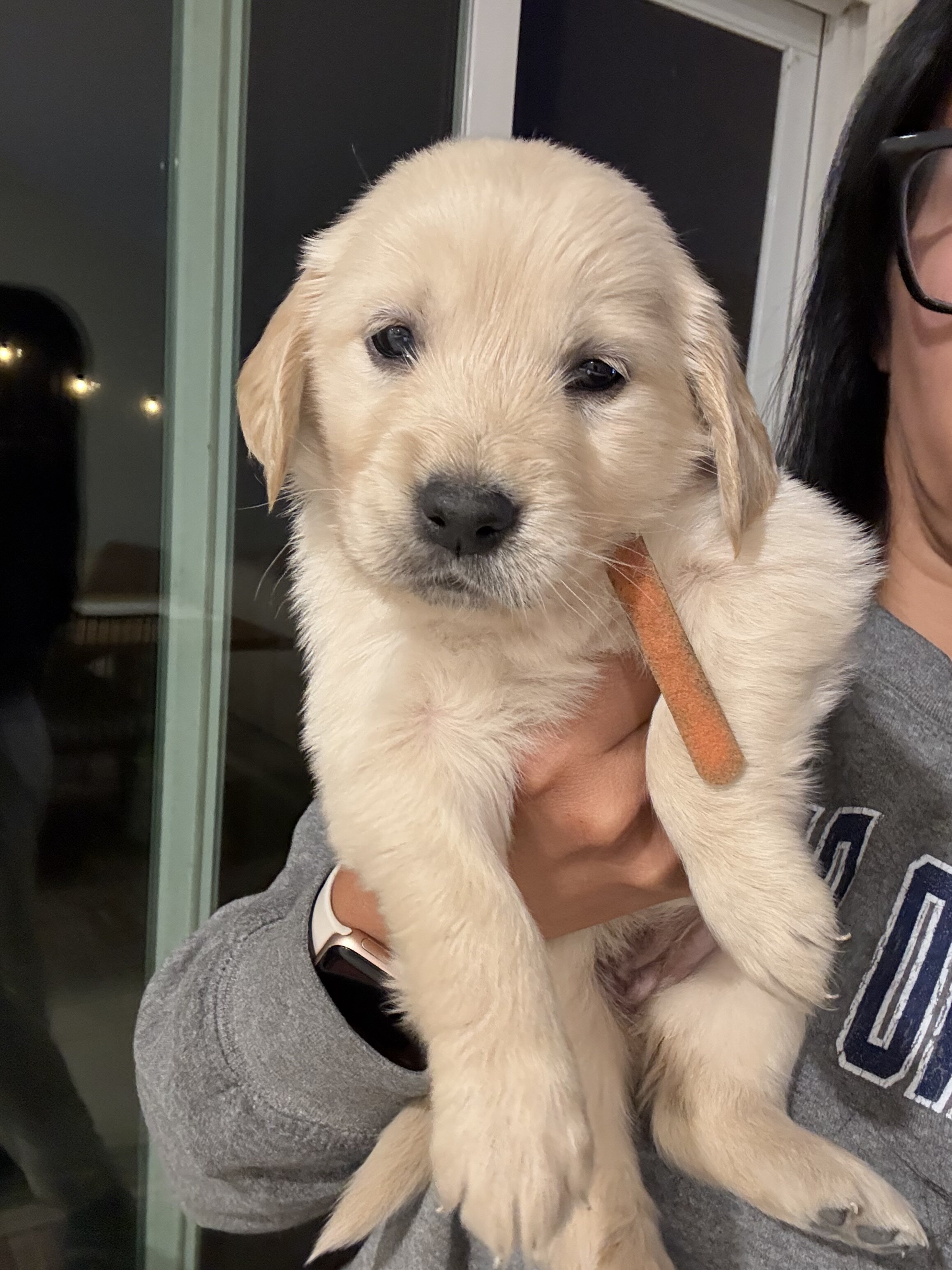 Akc Golden Retriever Puppies image 1