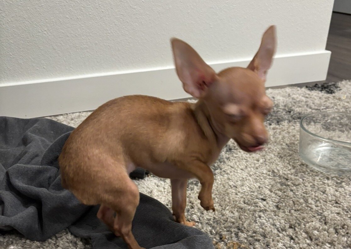 Tea Cup Chihuahua/Miniature Doberman Mix image 2