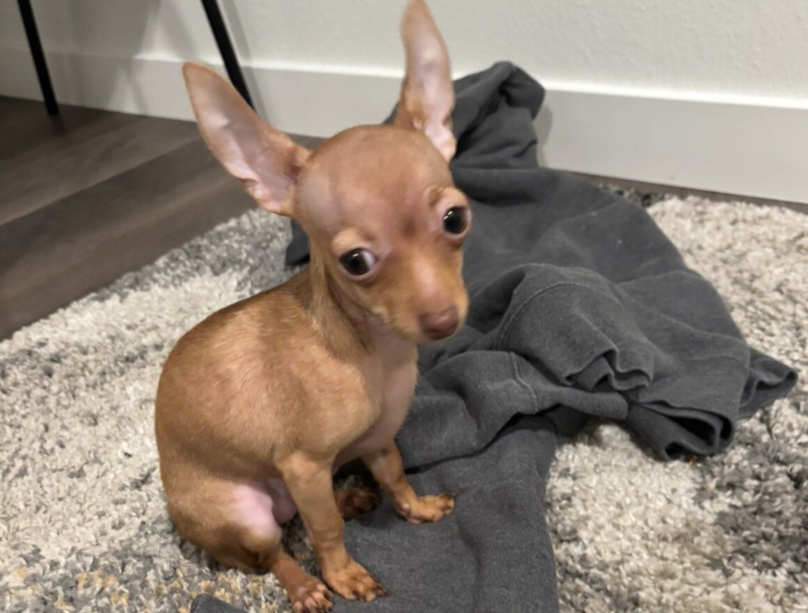 Tea Cup Chihuahua/Miniature Doberman Mix image 1