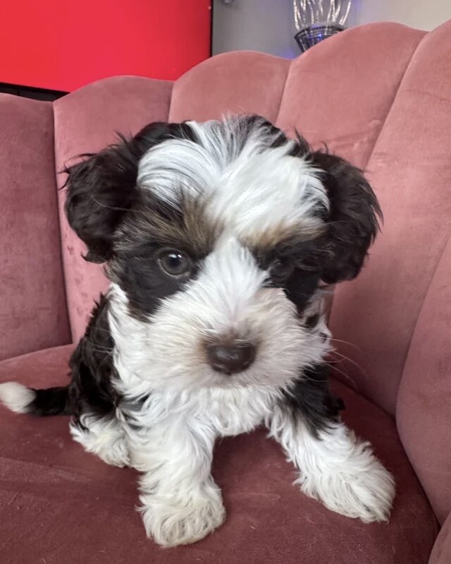 Adorable Yorkshire Terrier Puppy image 3