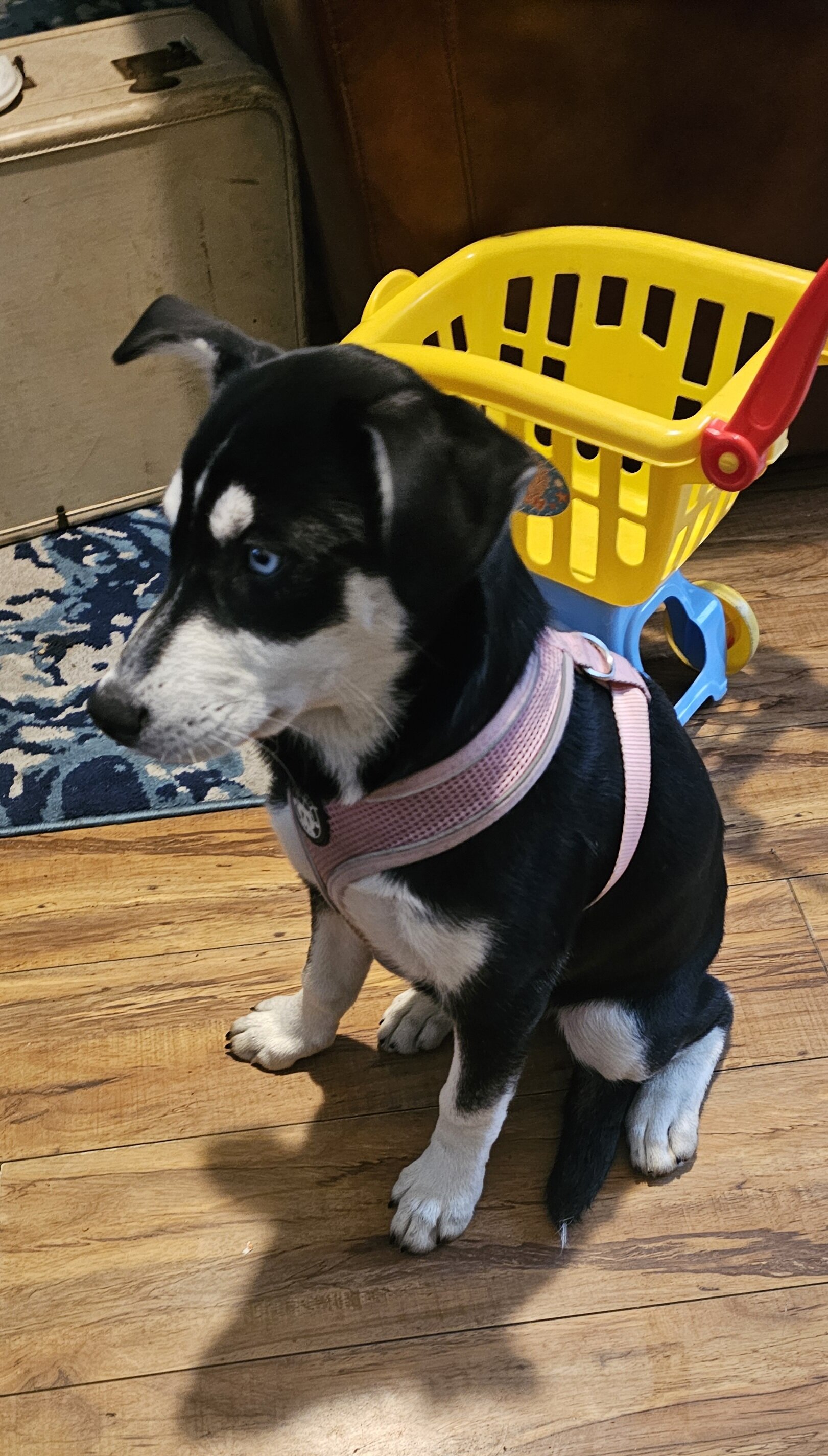 Labrador husky image 1