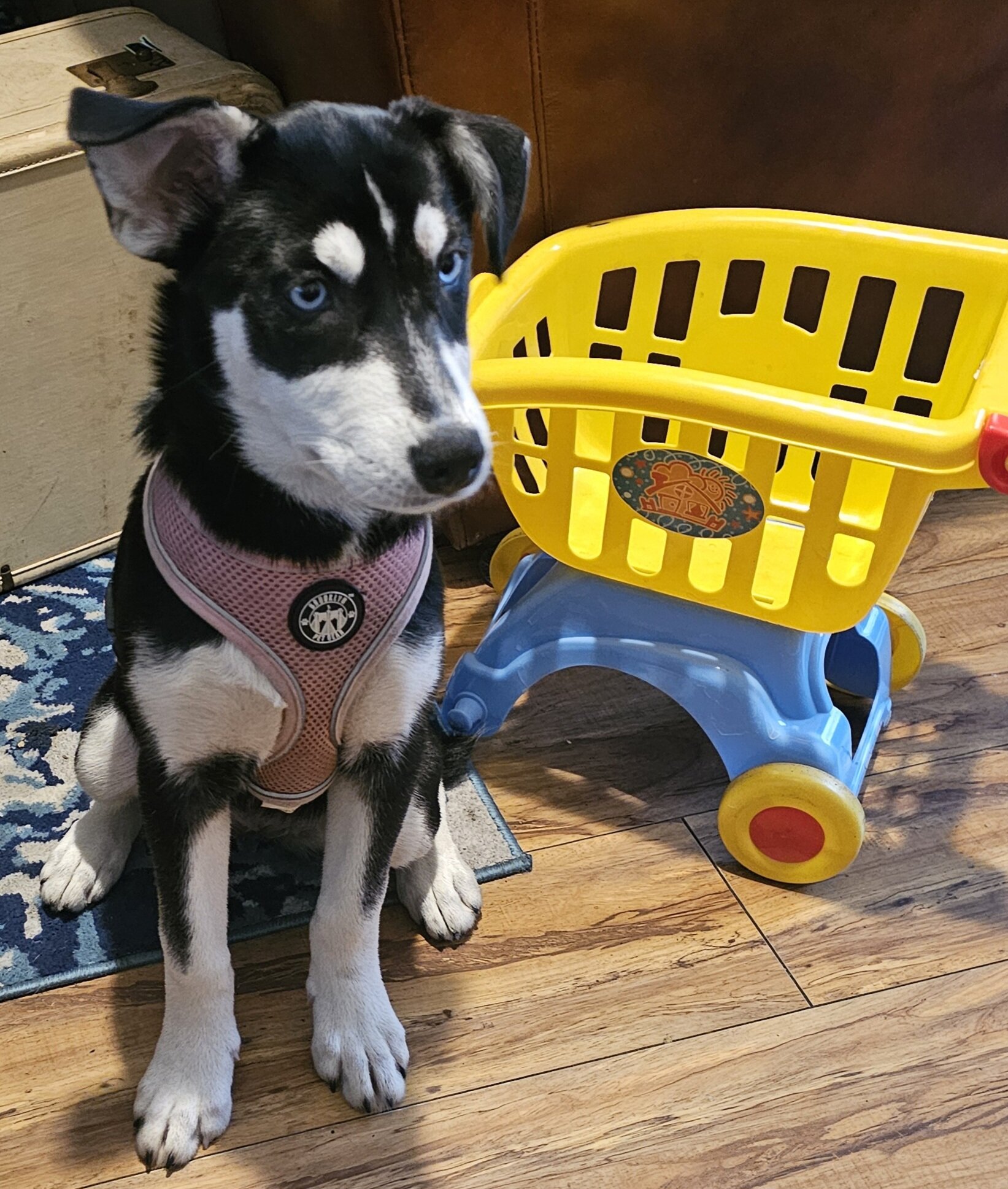 Labrador husky image 2