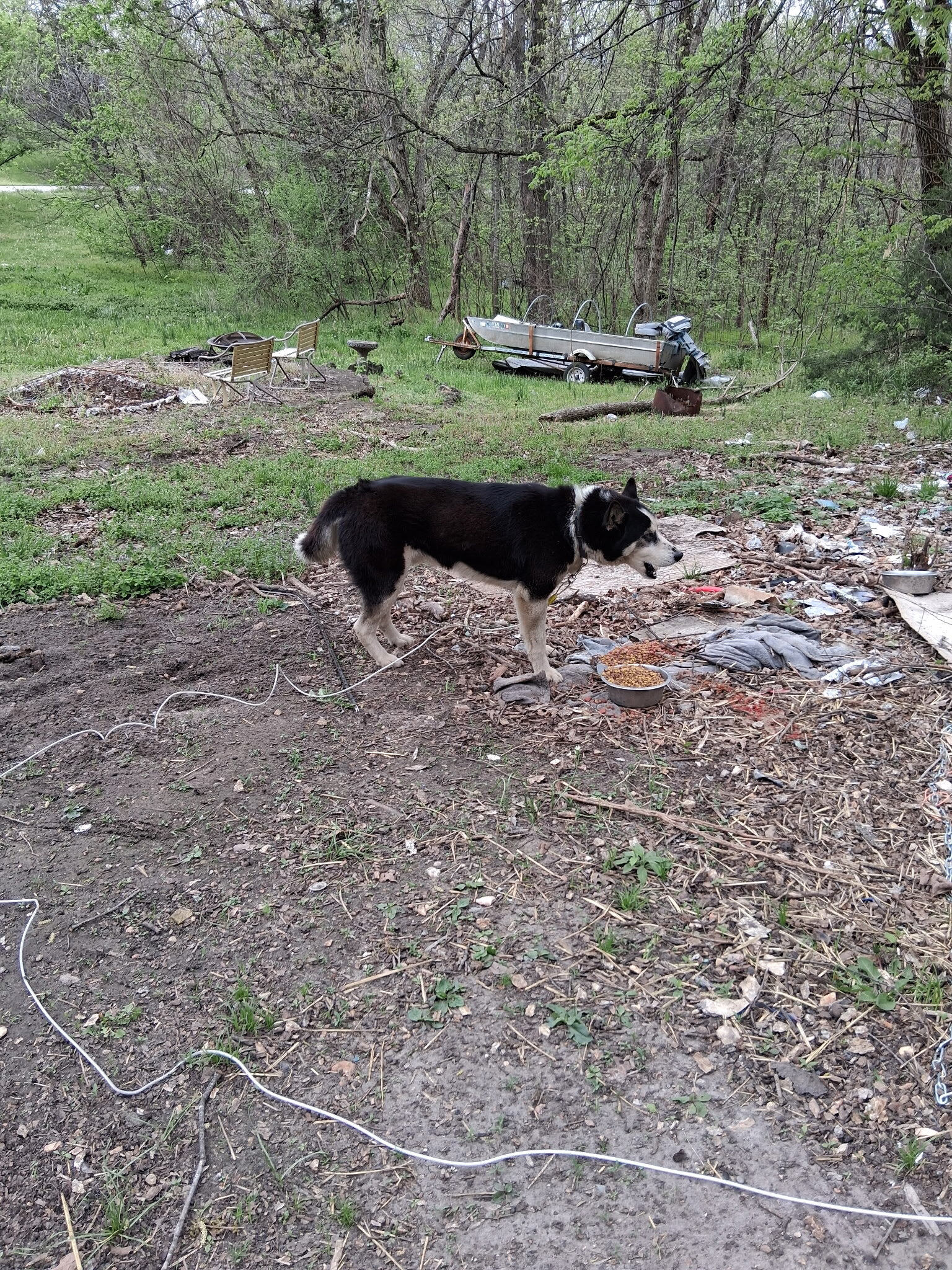 Male Husky image 1