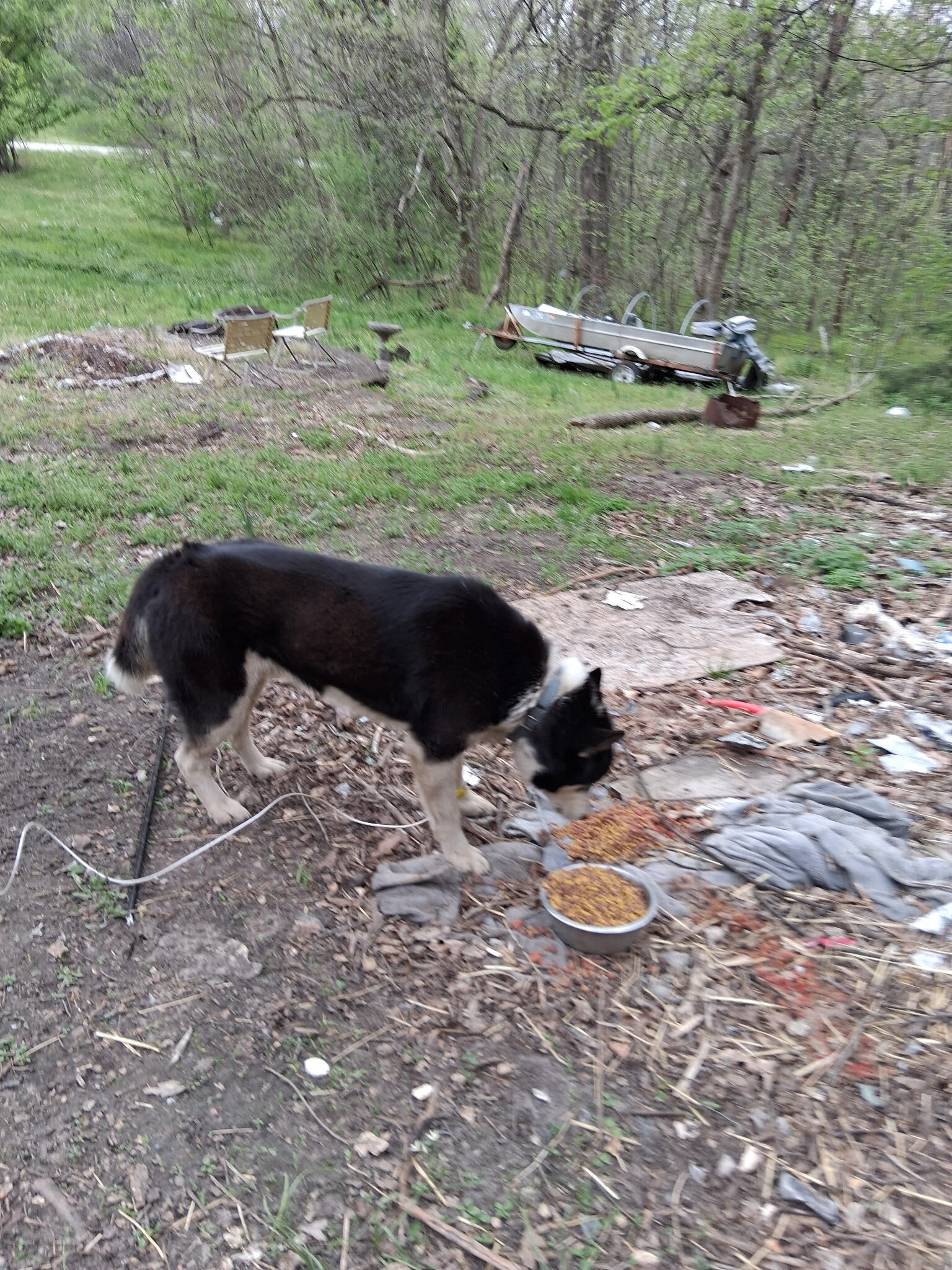 Male Husky image 3