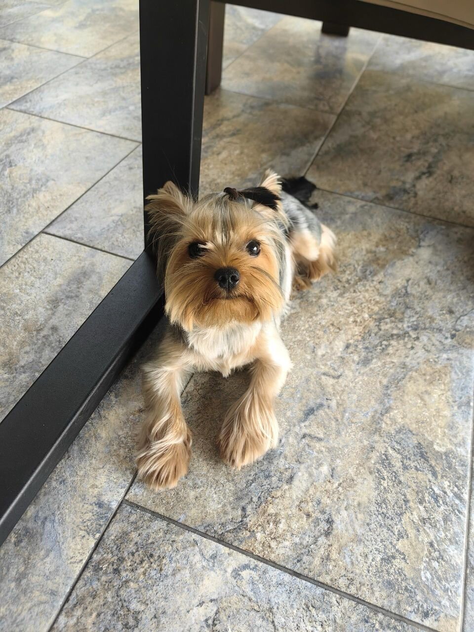 🐾✨ Adorable Teacup Yorkie Puppy image 1