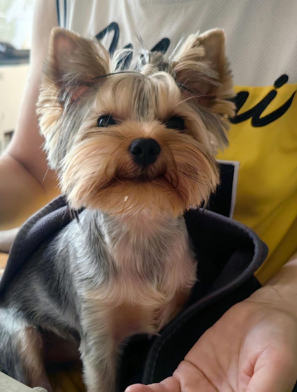 🐾✨ Adorable Teacup Yorkie Puppy image 2