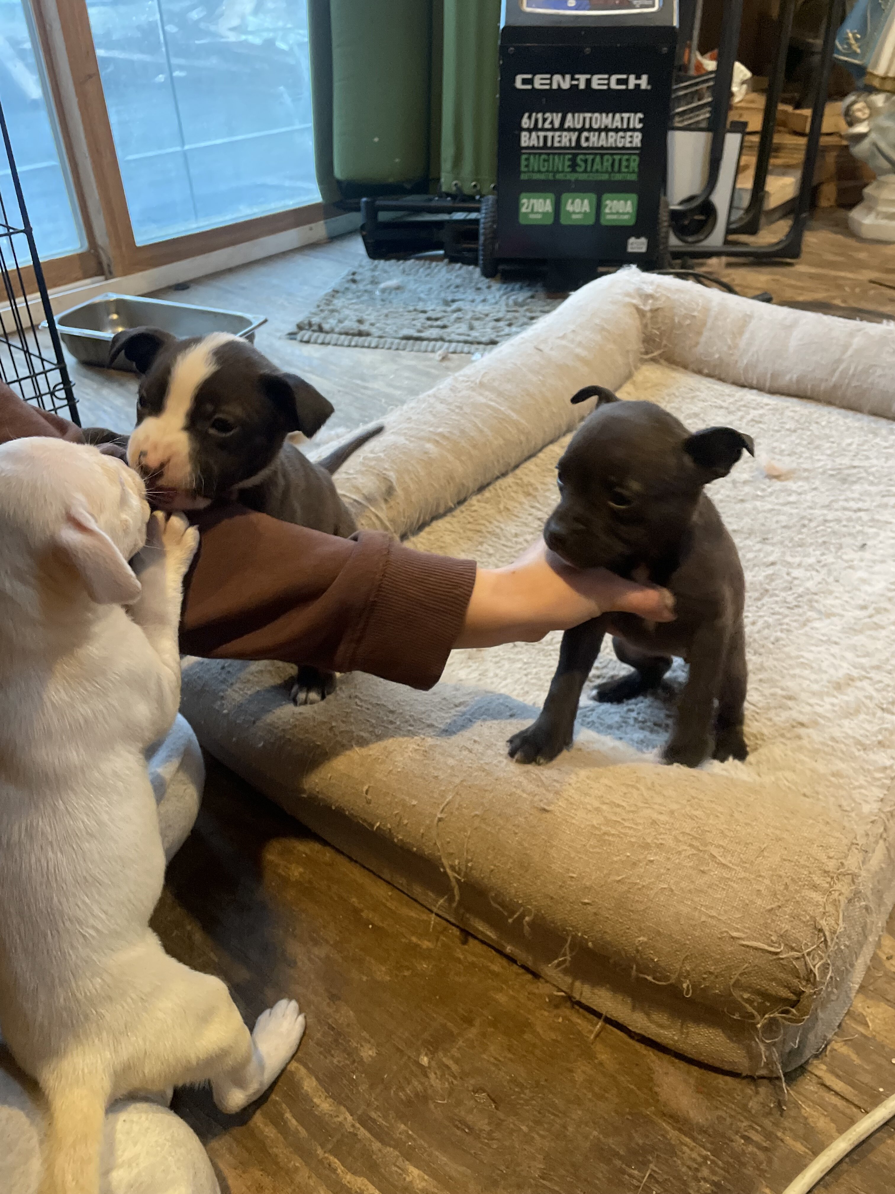 Puppies!!!! image 3