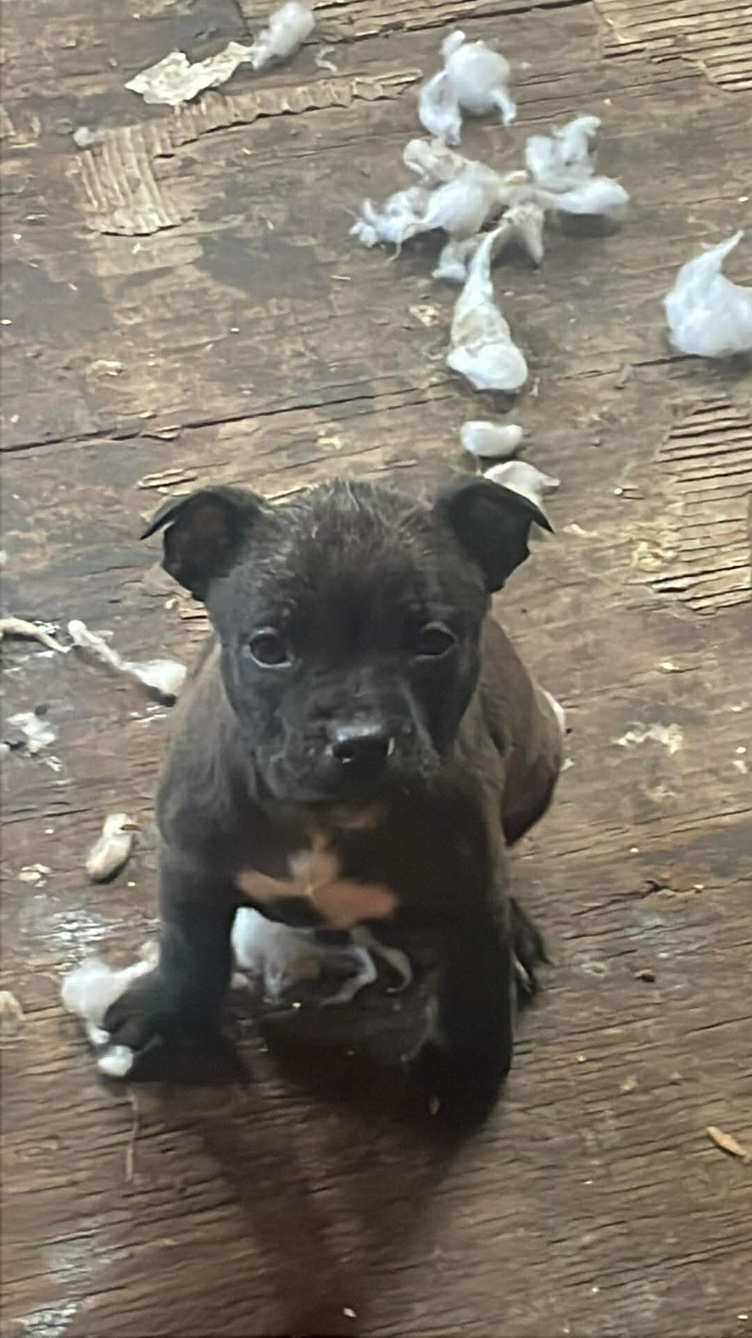 Puppies!!!! image 5