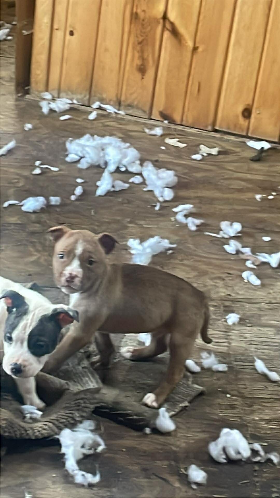 Puppies!!!! image 6