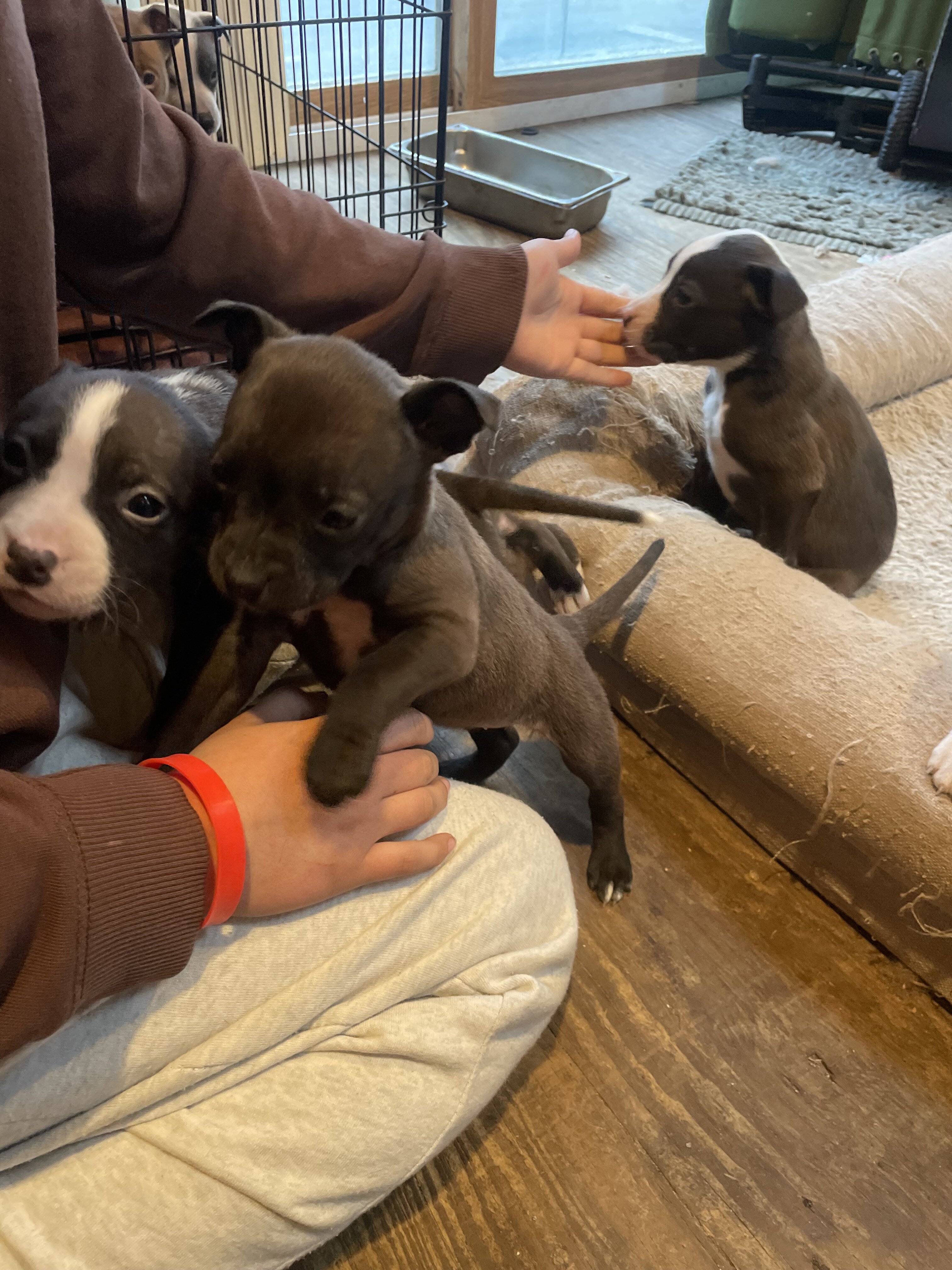 Puppies!!!! image 1