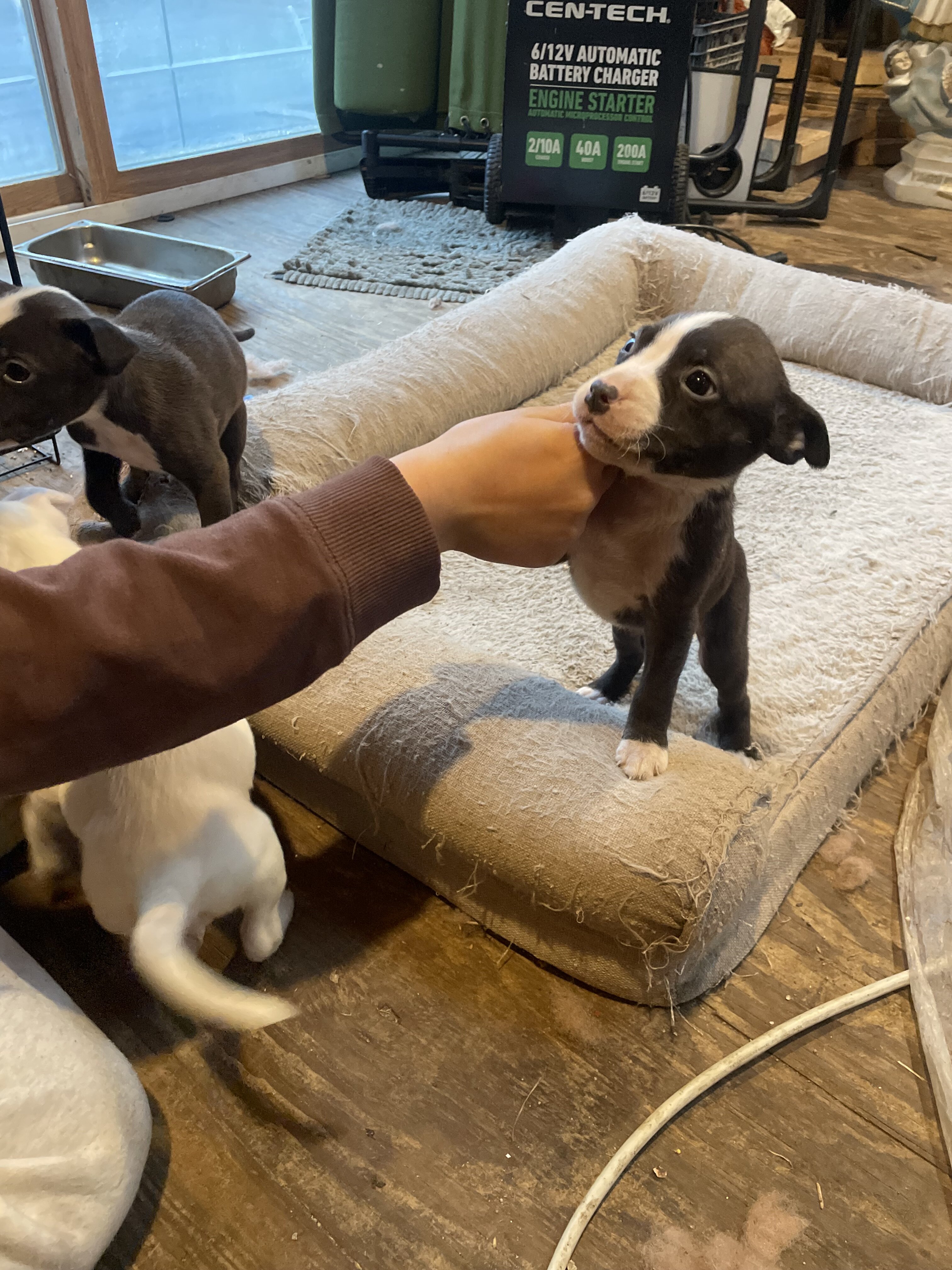 Puppies!!!! image 4