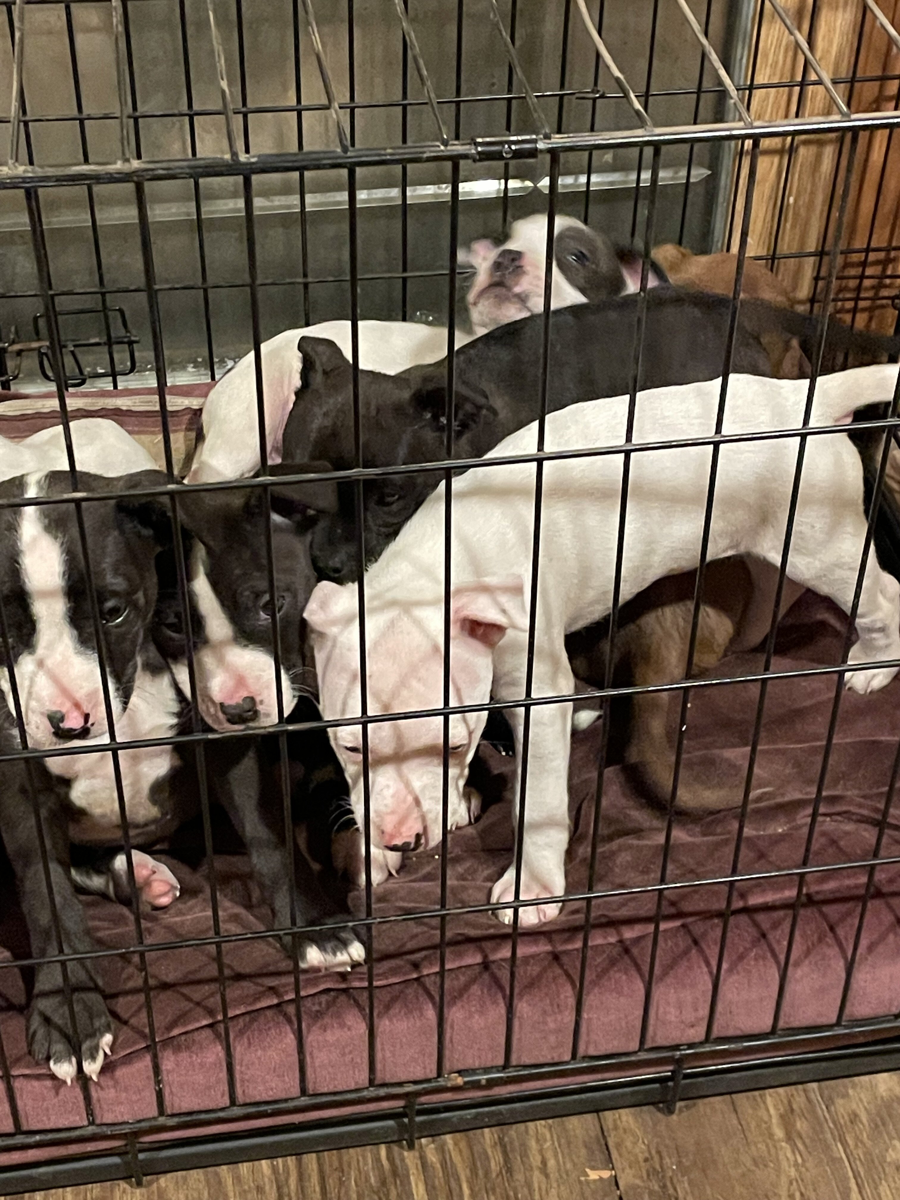 Puppies!!!! image 7