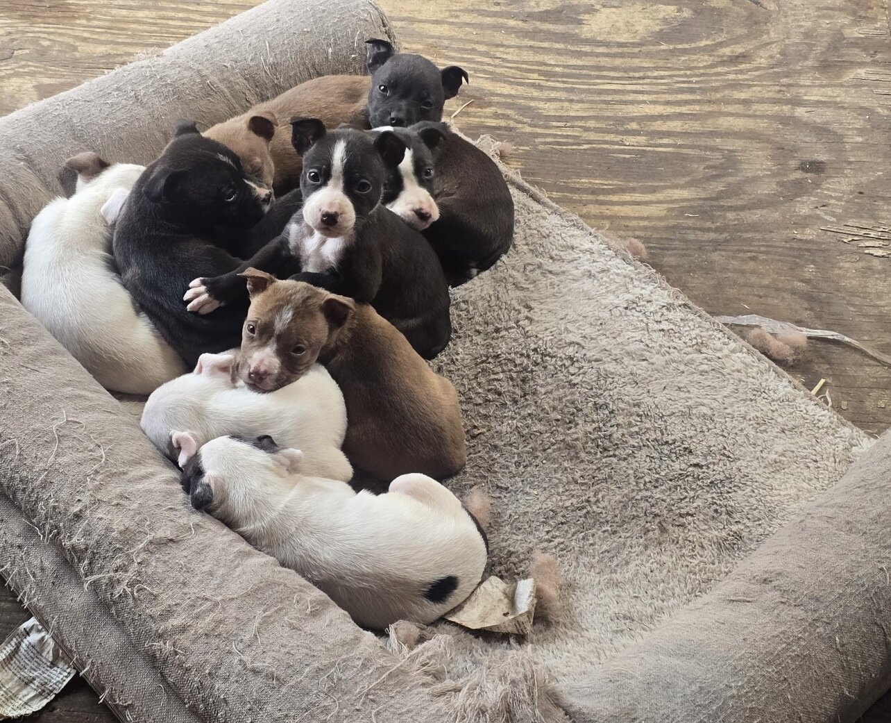 Puppies!!!! image 2