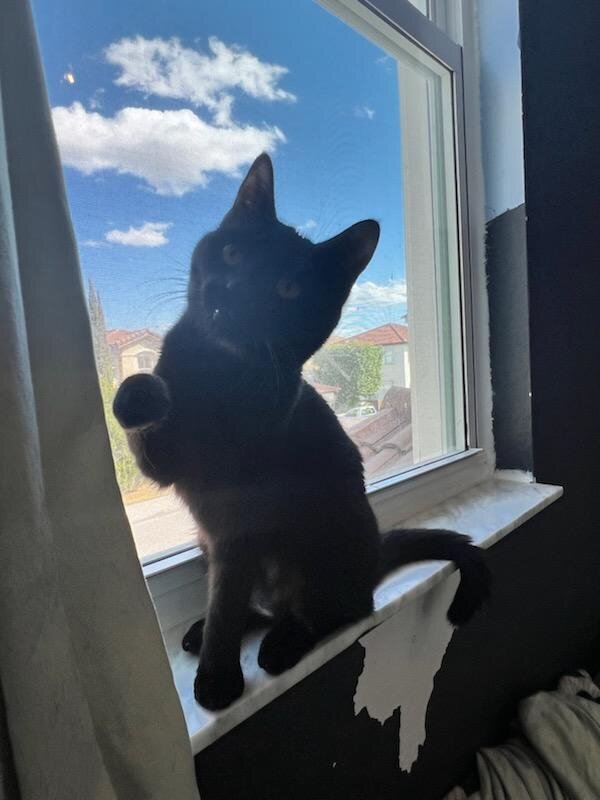 Free kitten in Miami image 1