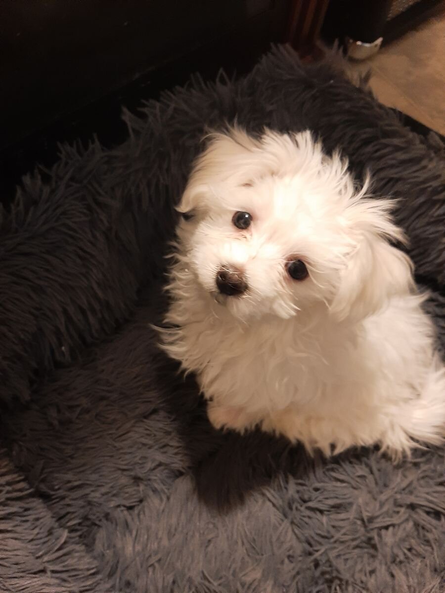 maltese puppies for rehoming. image 1
