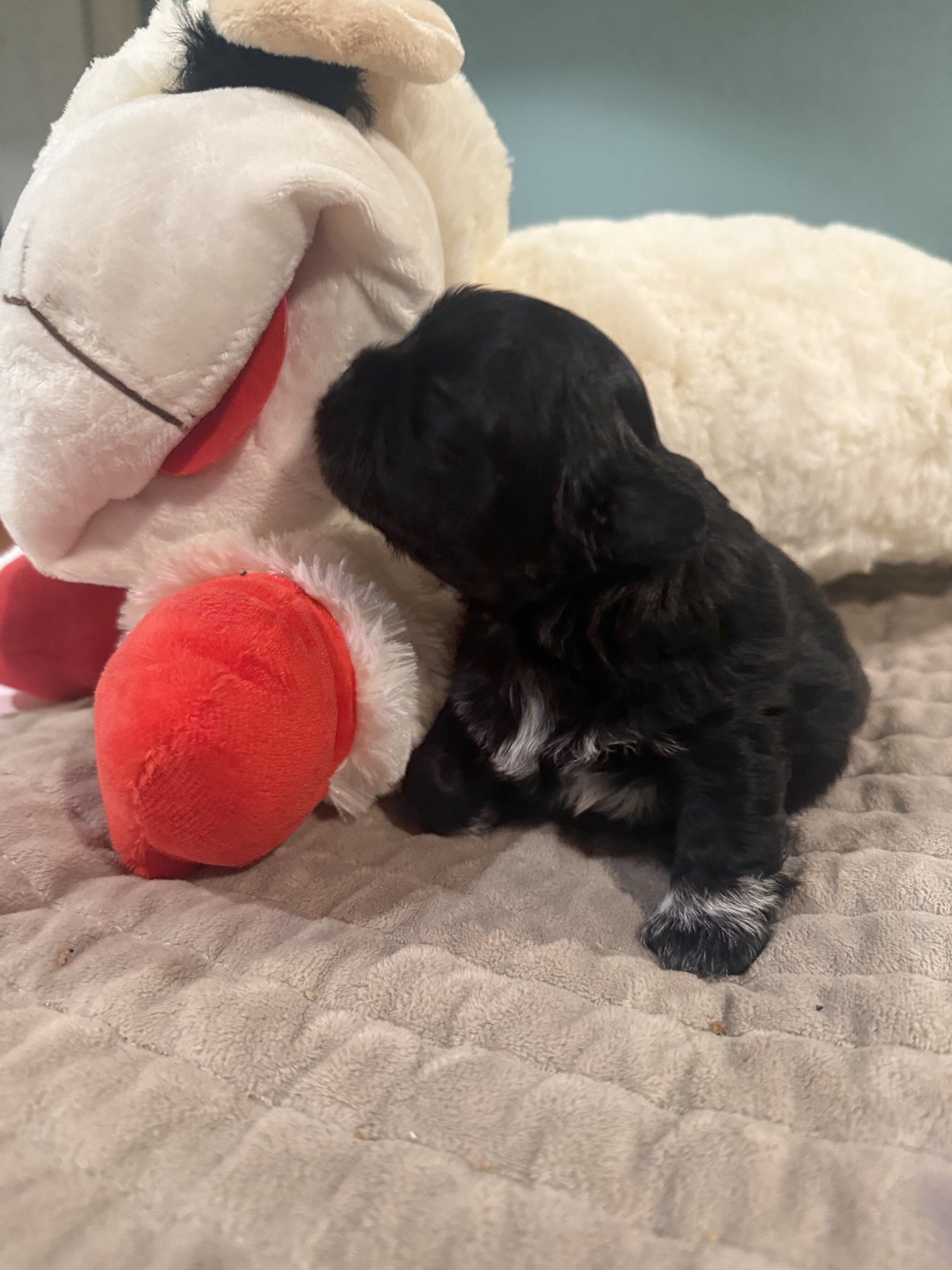 Shih Tzu male puppy image 1