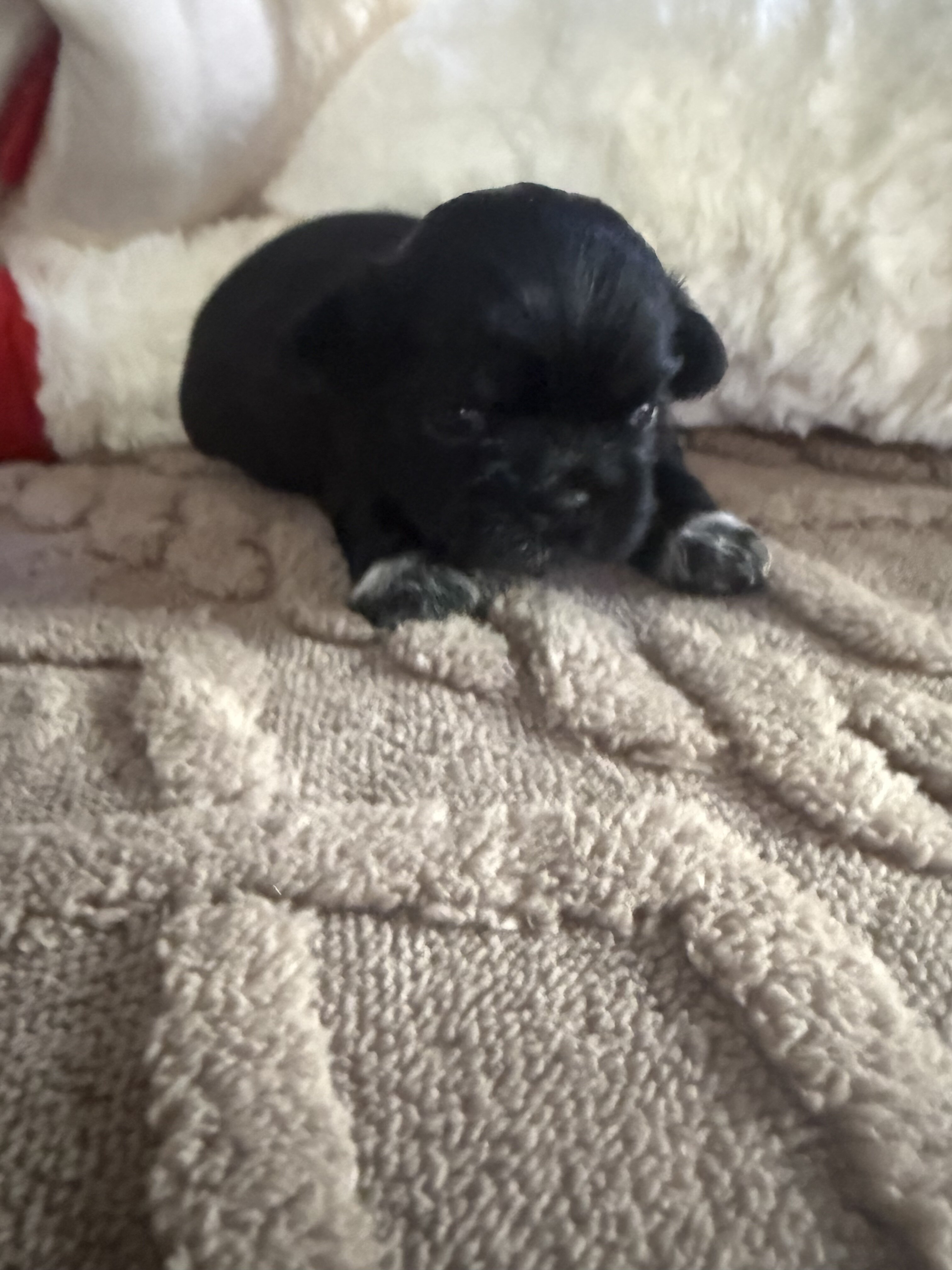Shih Tzu boy puppy image 1