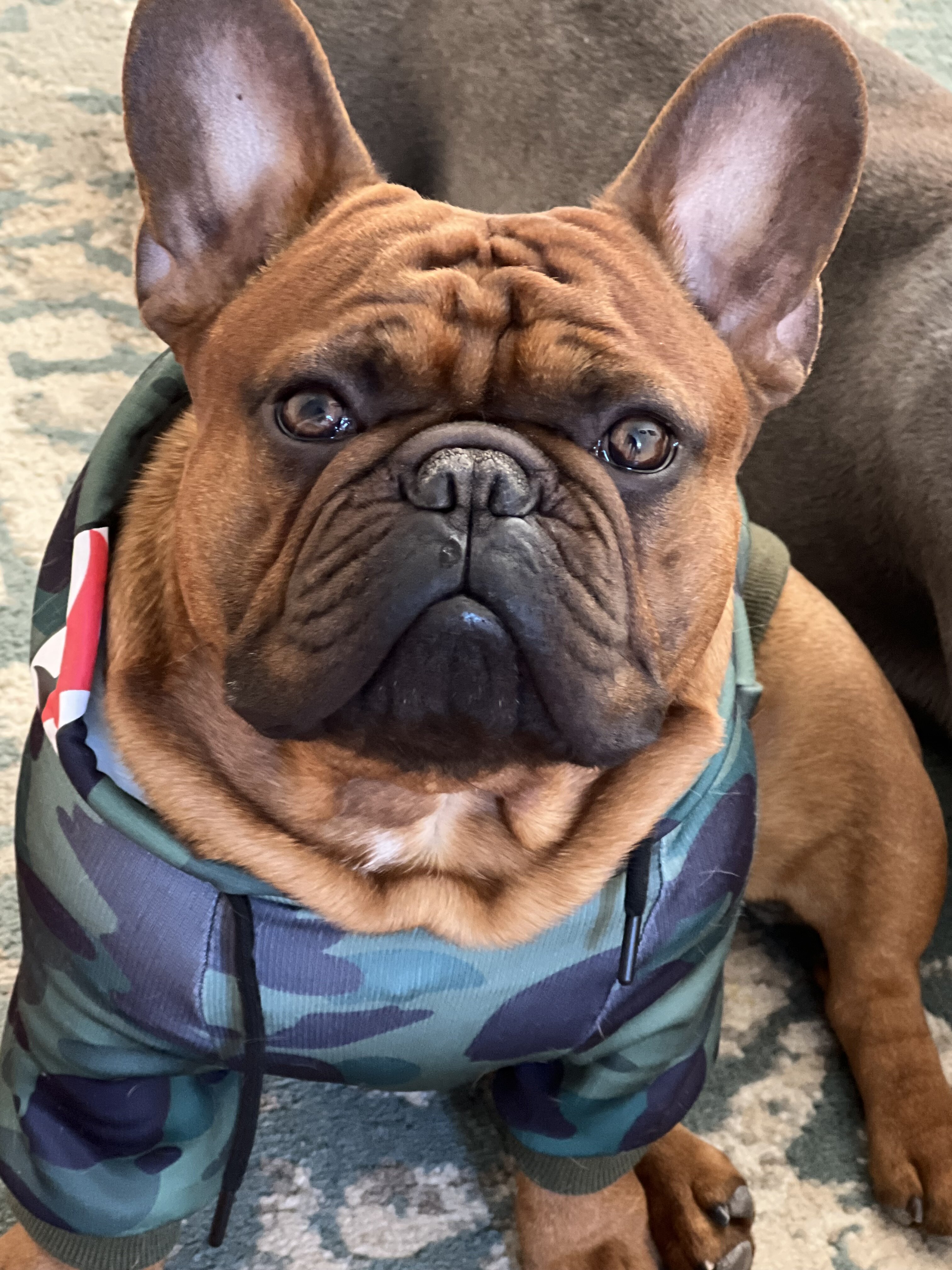 Frenchie for stud image 2