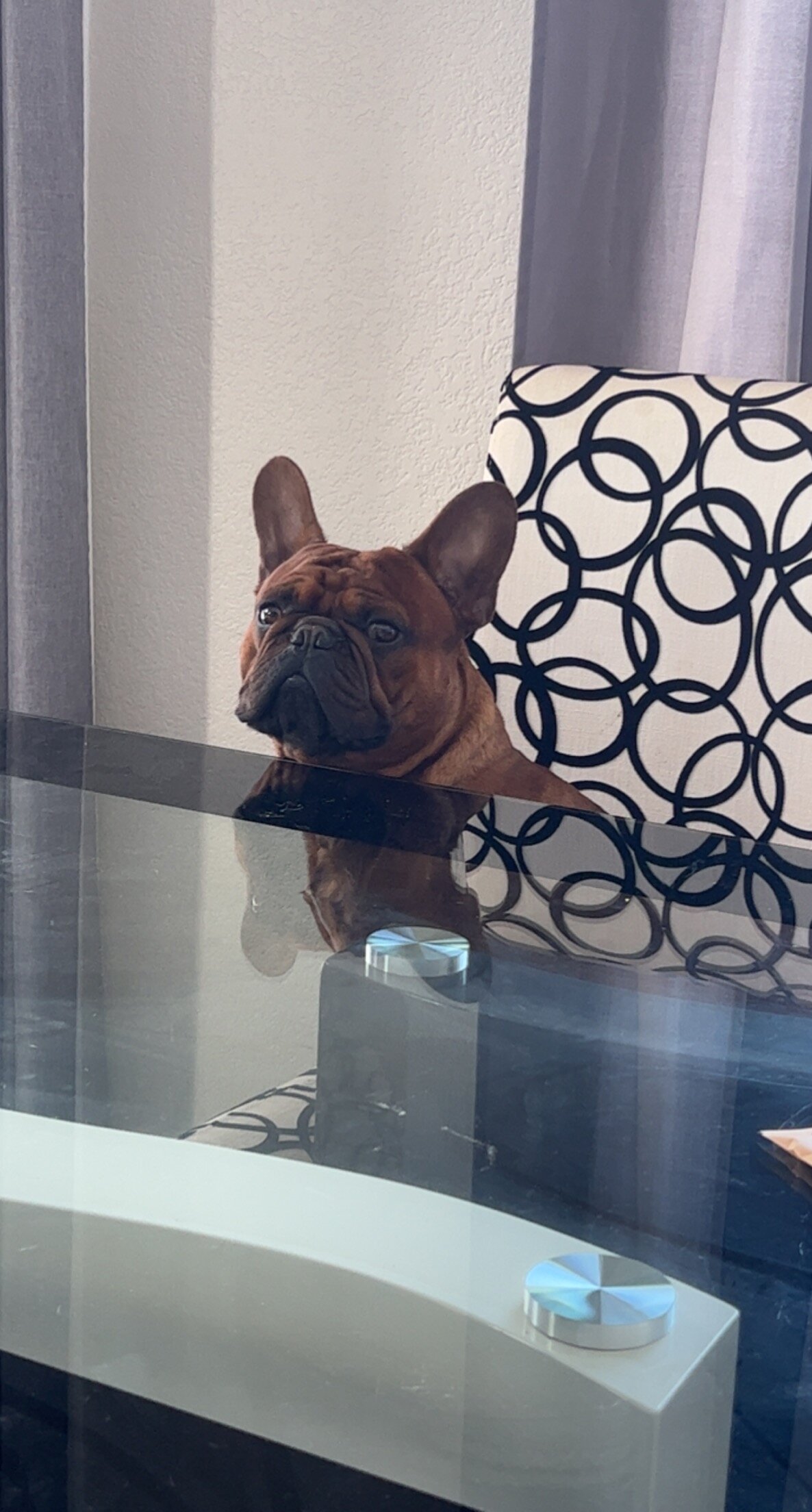 Frenchie for stud image 3
