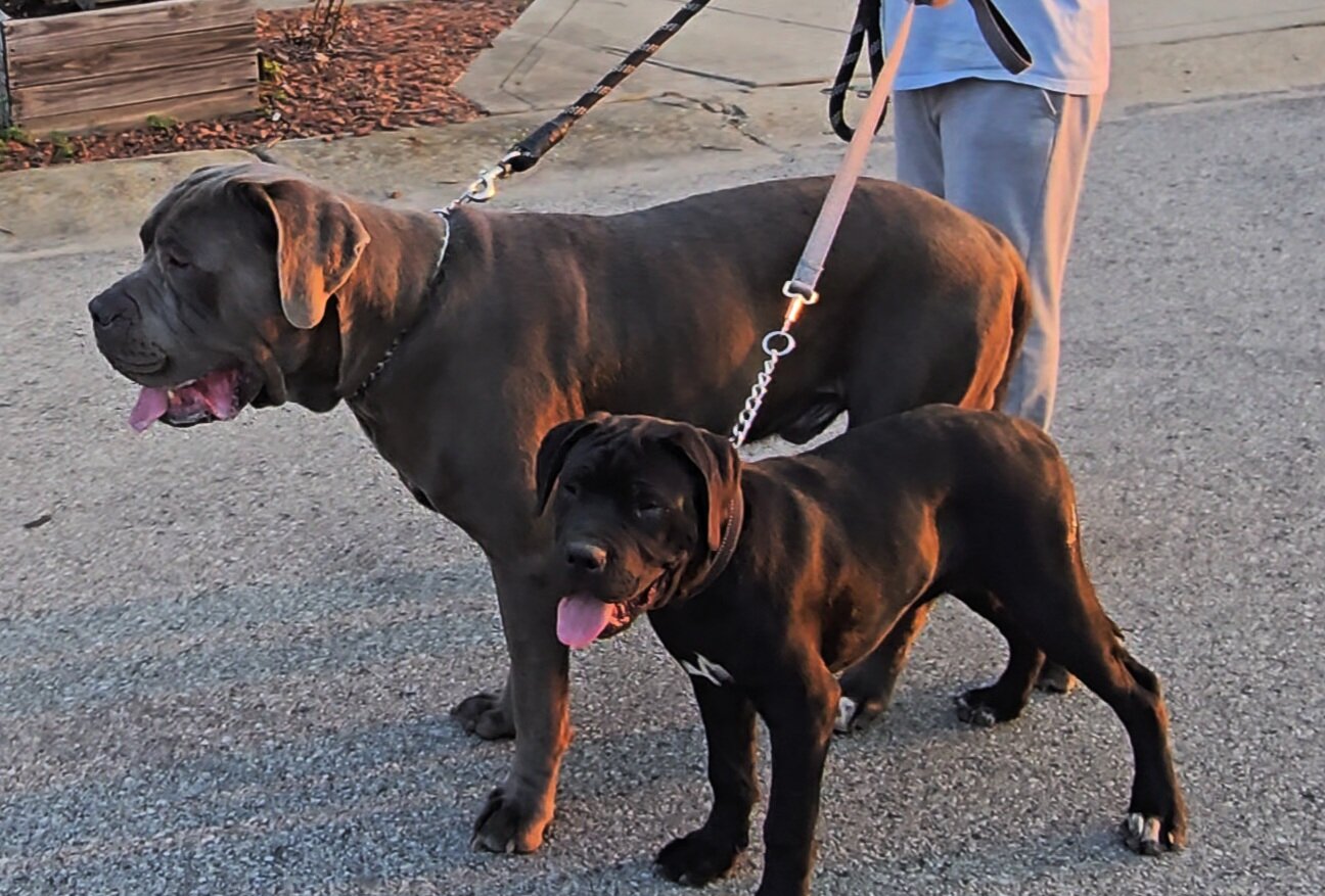 Last Pup needs home image 1