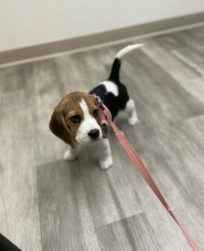 Beagle Puppies image 1