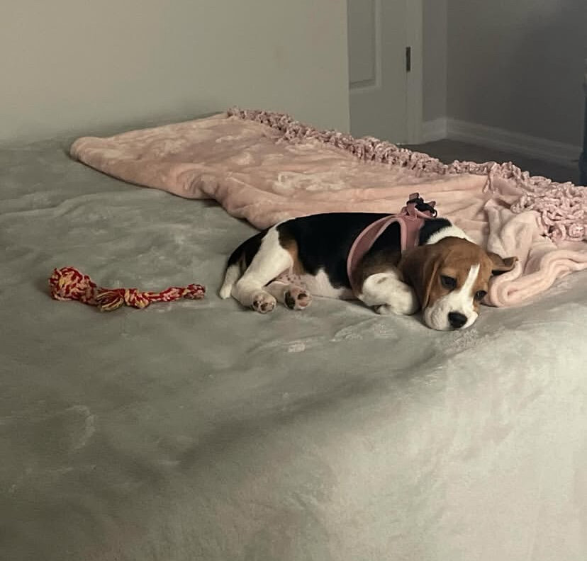 Beagle Puppies image 2