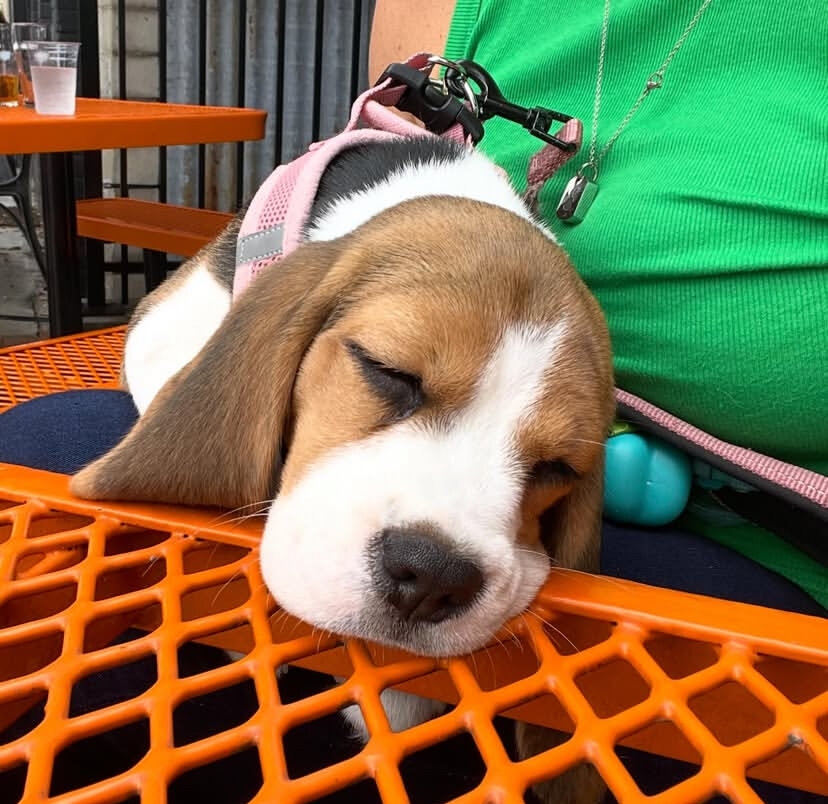 Beagle Puppies image 4