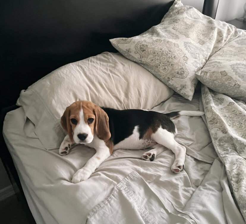 Beagle Puppies image 5