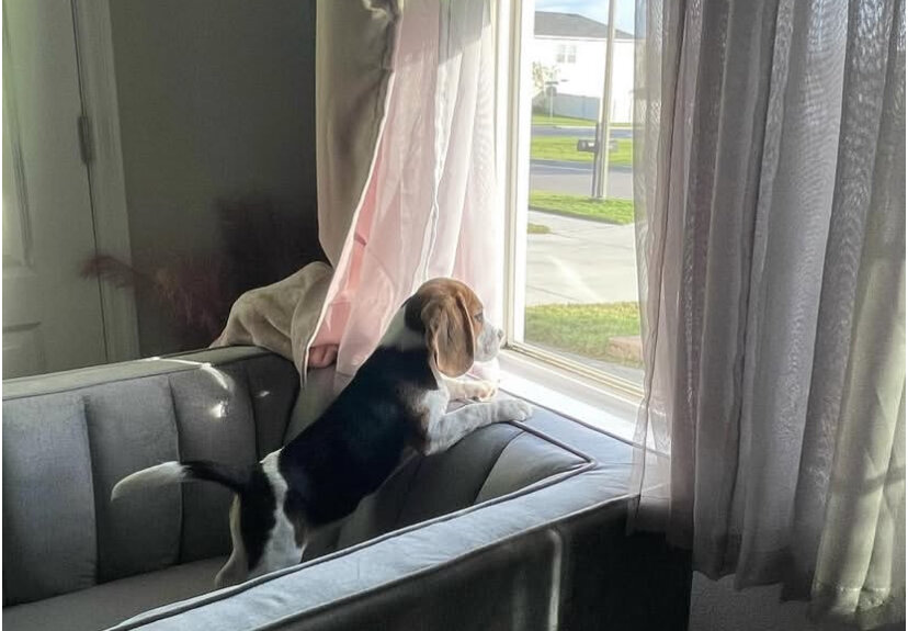 Beagle Puppies image 6