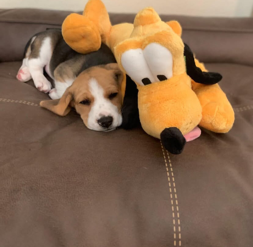Beagle Puppy image 8