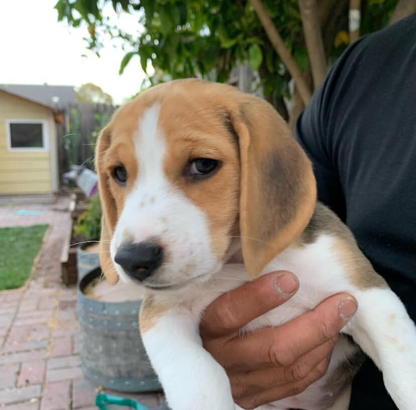 Beagle Puppy image 5