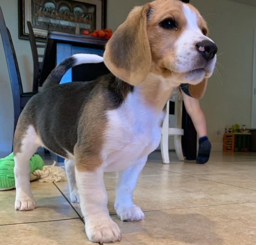 Beagle Puppy image 1