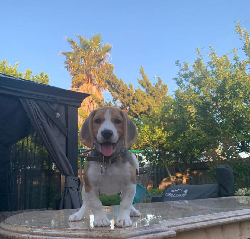 Beagle Puppy image 2