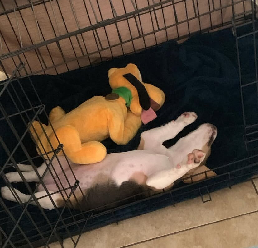 Beagle Puppy image 3