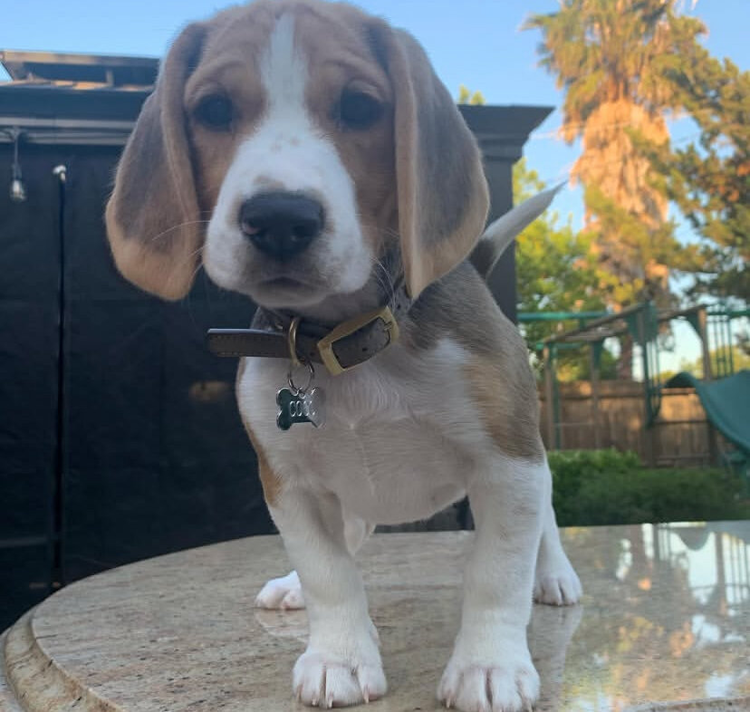 Beagle Puppy image 4