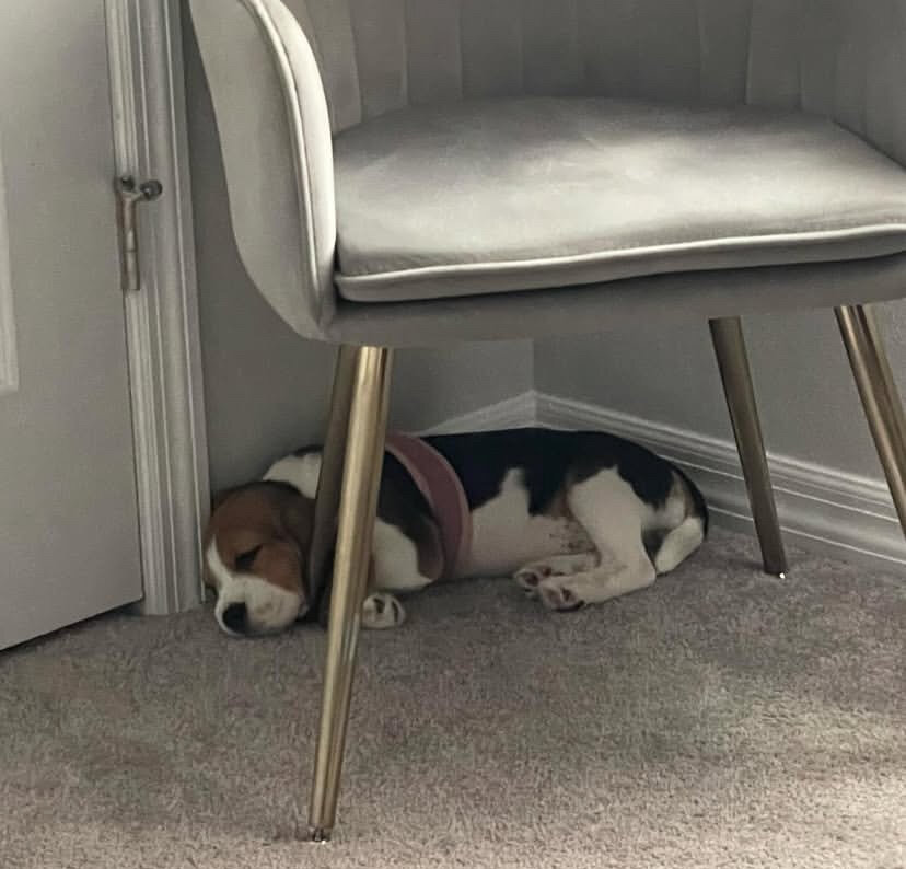 Beagle Puppy image 7