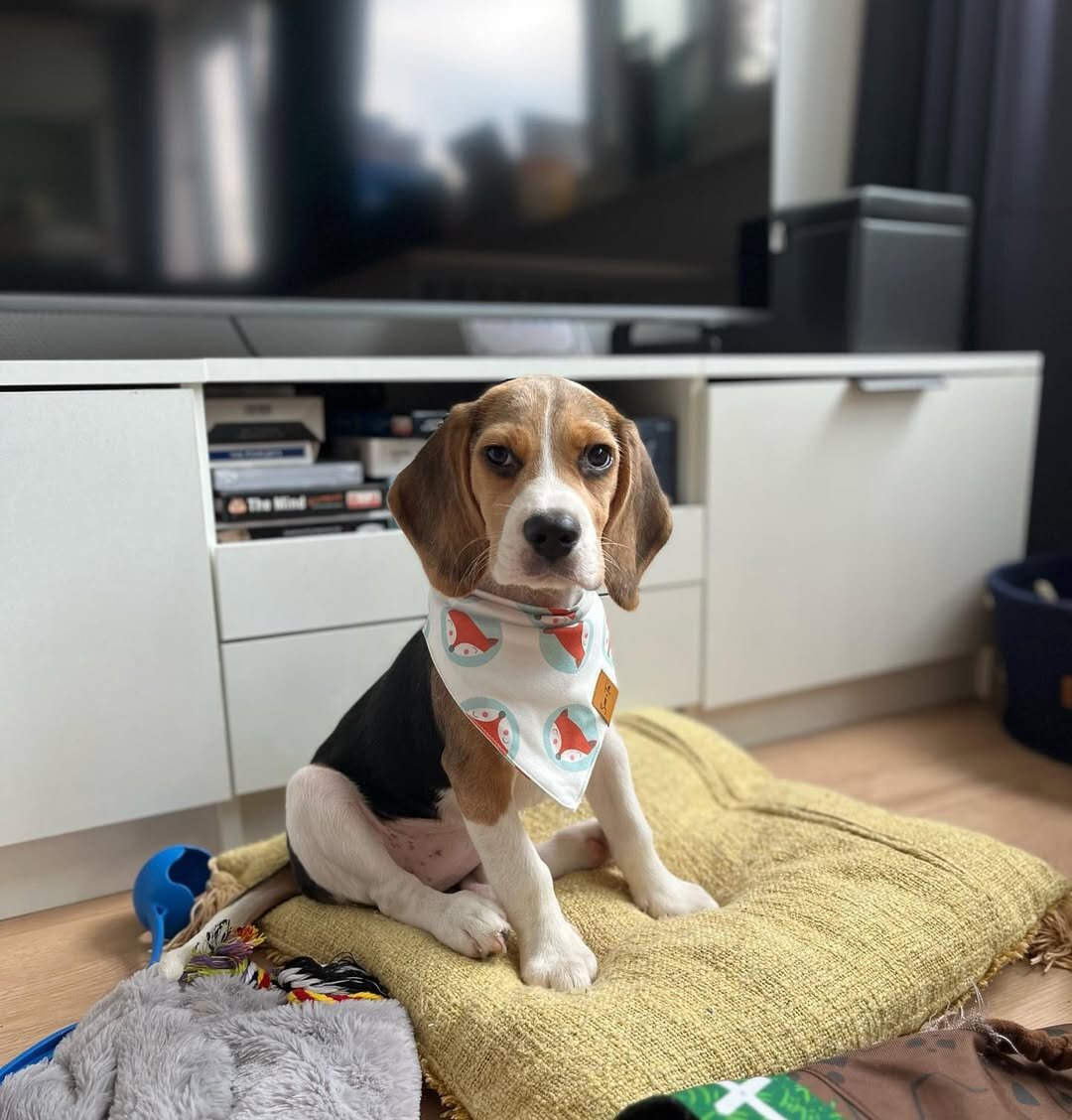 Beagles image 1