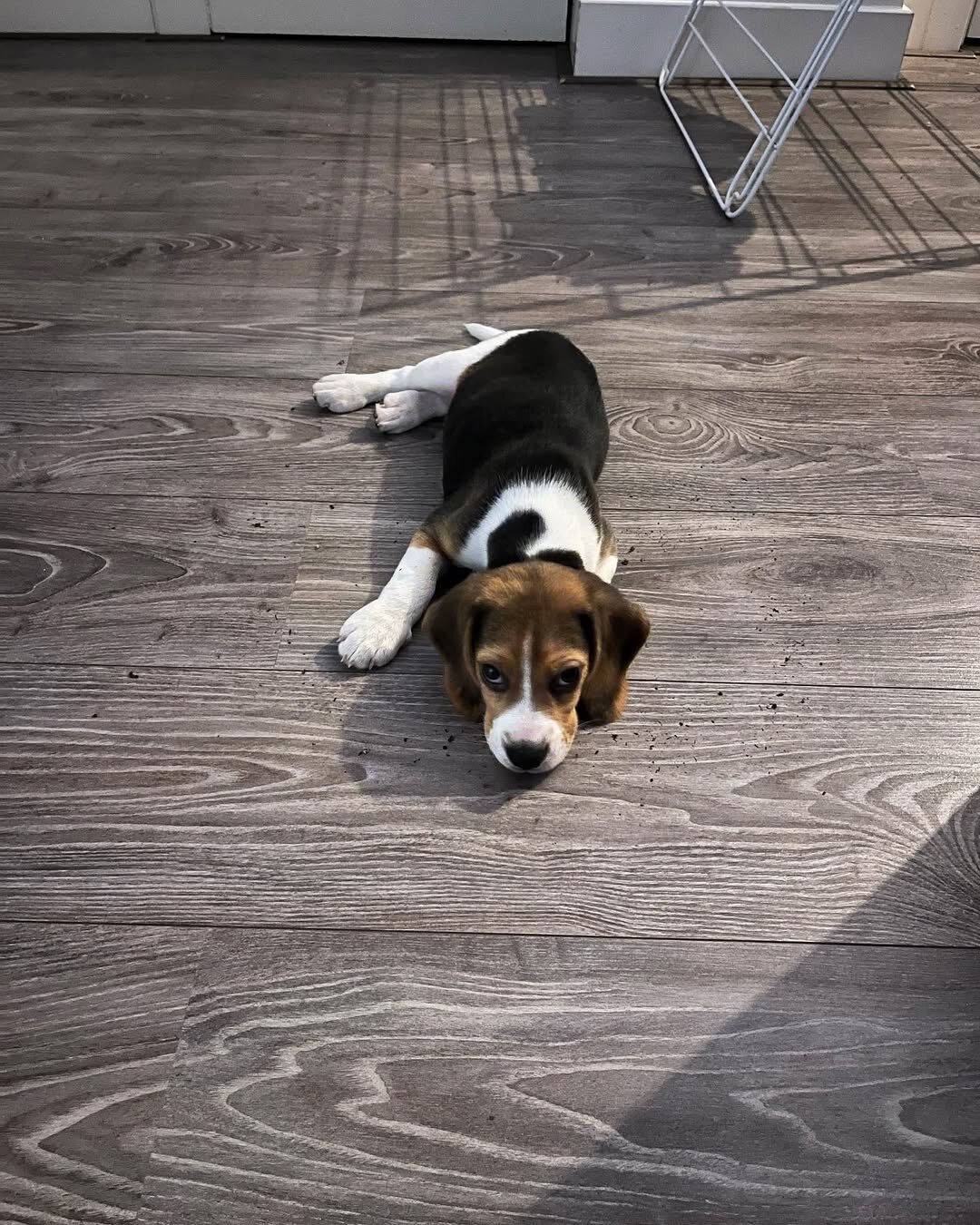Beagles image 2